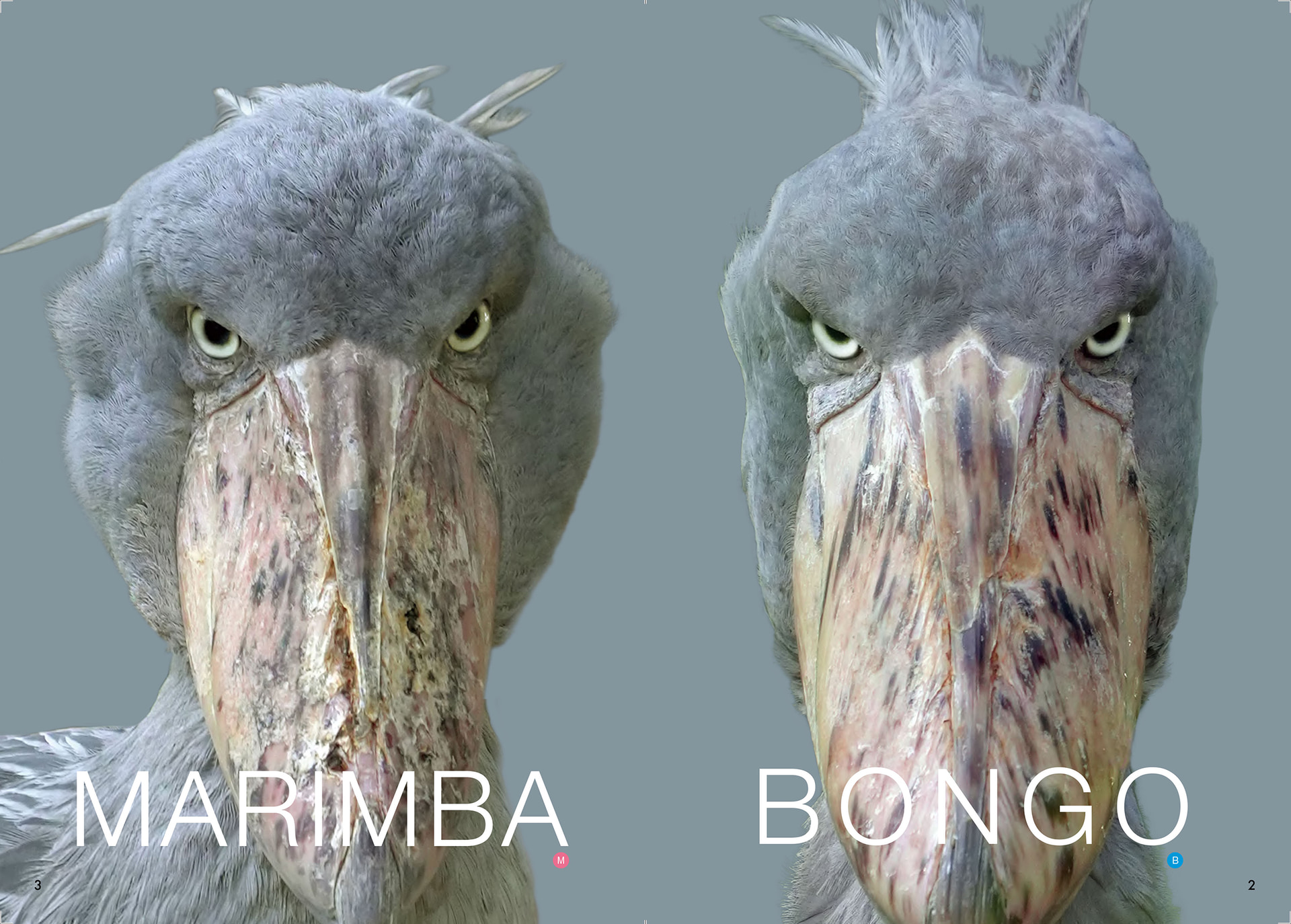 動かない女王様「マリンバ（メス）」と動く王様「ボンゴ（オス）」