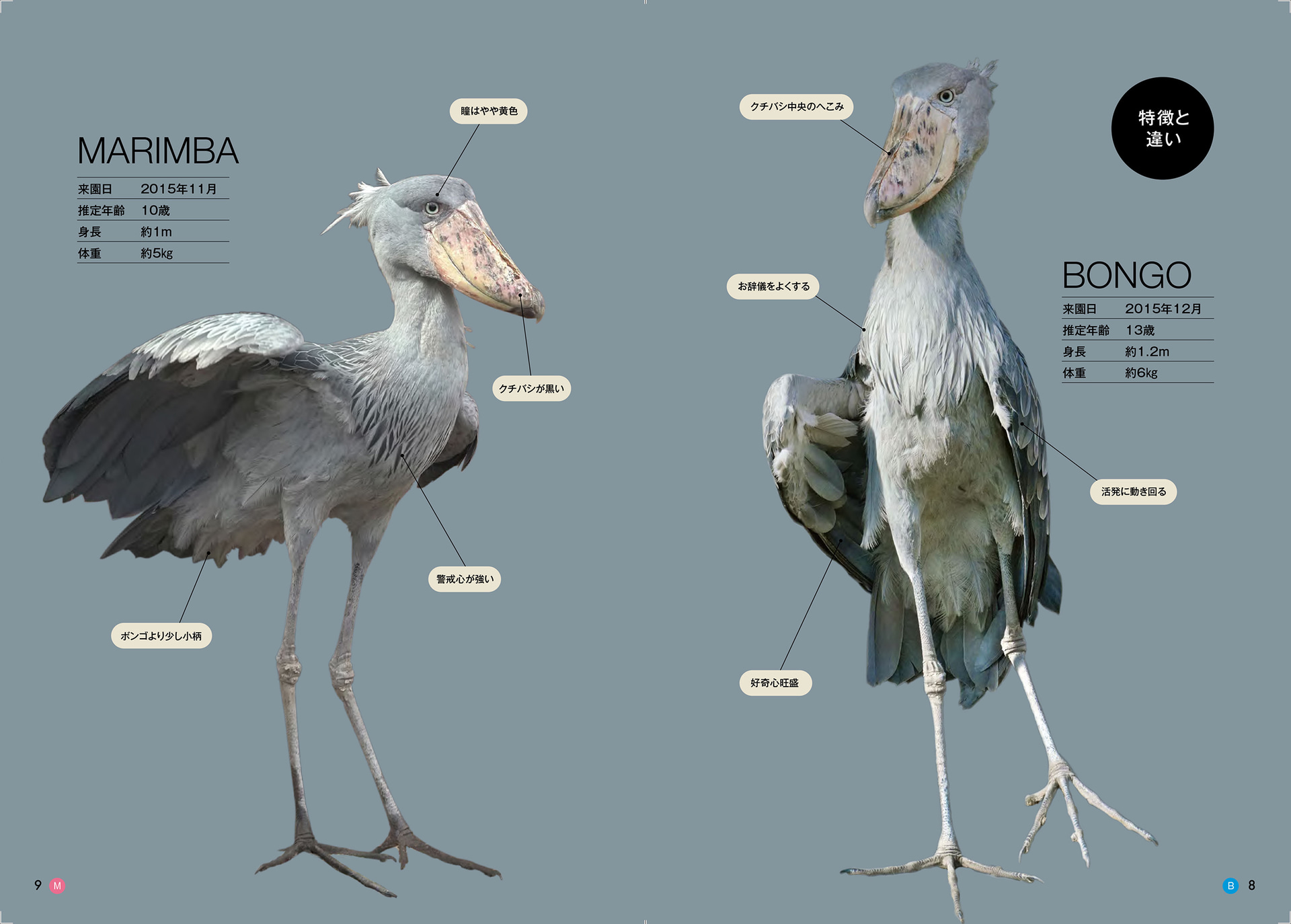 ボンゴとマリンバのプロフィール