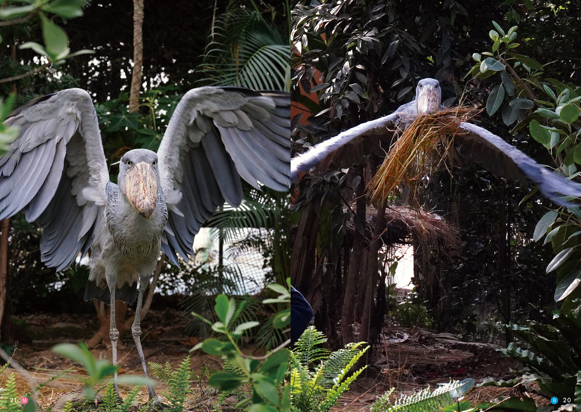 何度も飛翔を繰り返すボンゴ。撮影日は2025年1月末。その日の2羽は動かない鳥の異名を覆すほど、園内を活発に動いていたという（写真右）