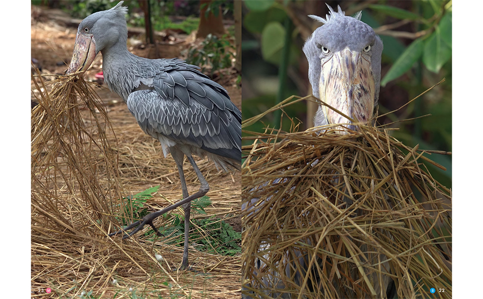 巣材をつかんでは運ぶ、今まで見たことのないマリンバの姿を捉えた写真も収録している（写真左）