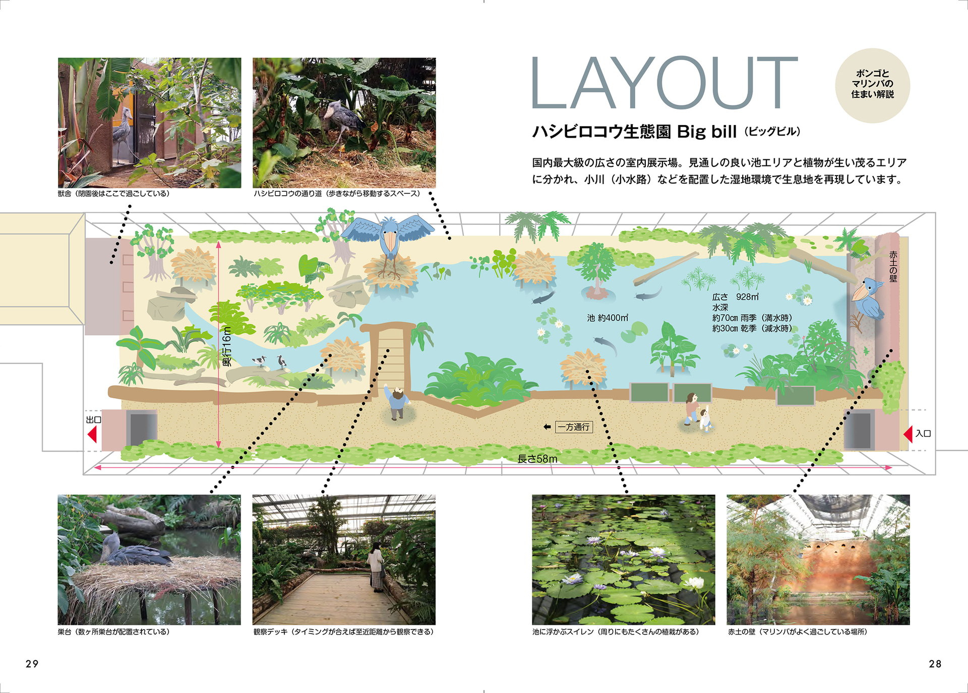 アフリカの湿地を再現したボンゴとマリンバの住まいを解説