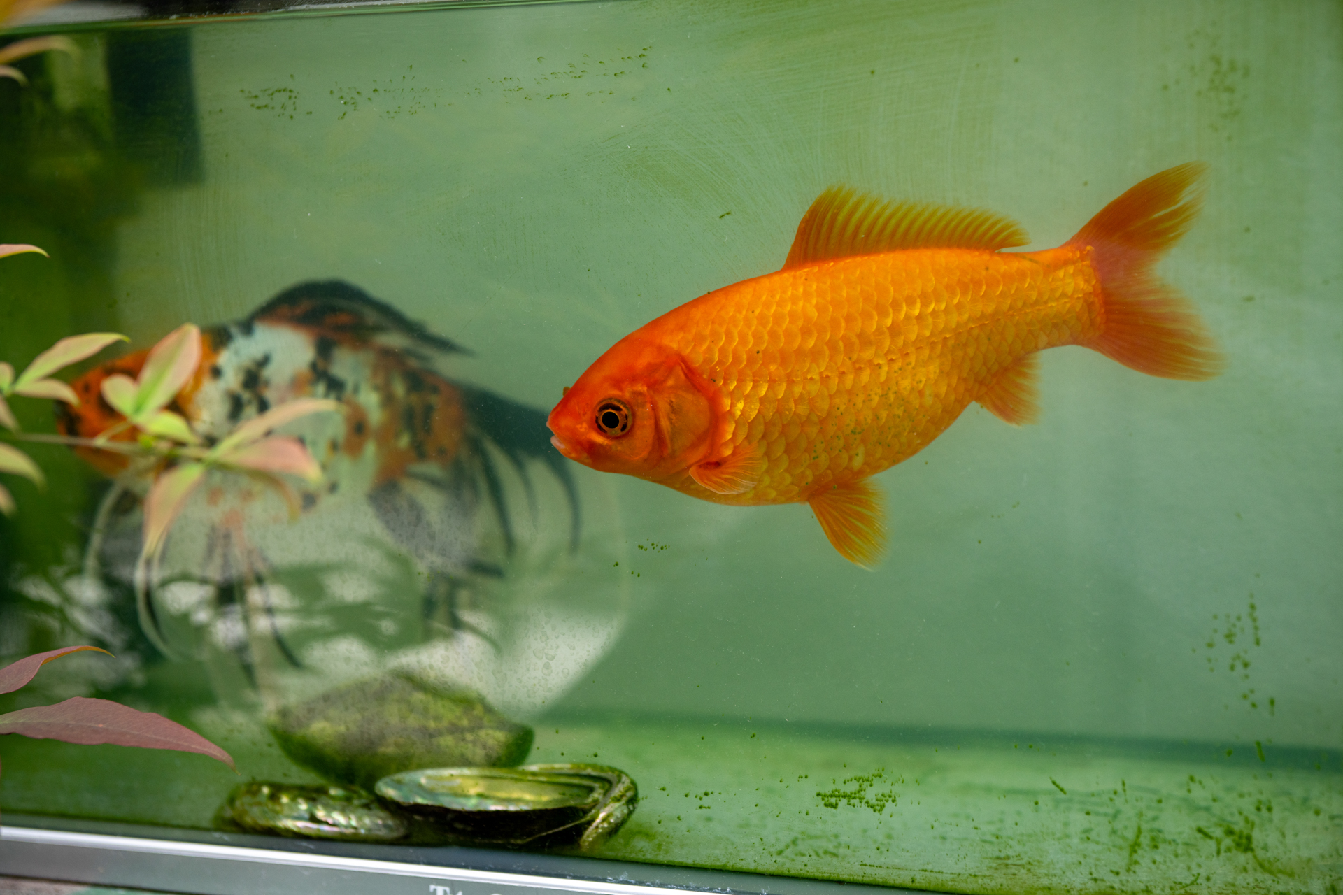 民家の裏口の横に水槽を見つけました。カメラもレンズも華美な色再現には走らず、きっちり描写します。好感がもてます。<span class="fnt-85">ソニー α7CR／Vario-Sonnar T＊ 24-70mm F2.8 ZA SSM／70mm／プログラムAE（1/500秒、F4.0、−0.7EV）／ISO 400</span>