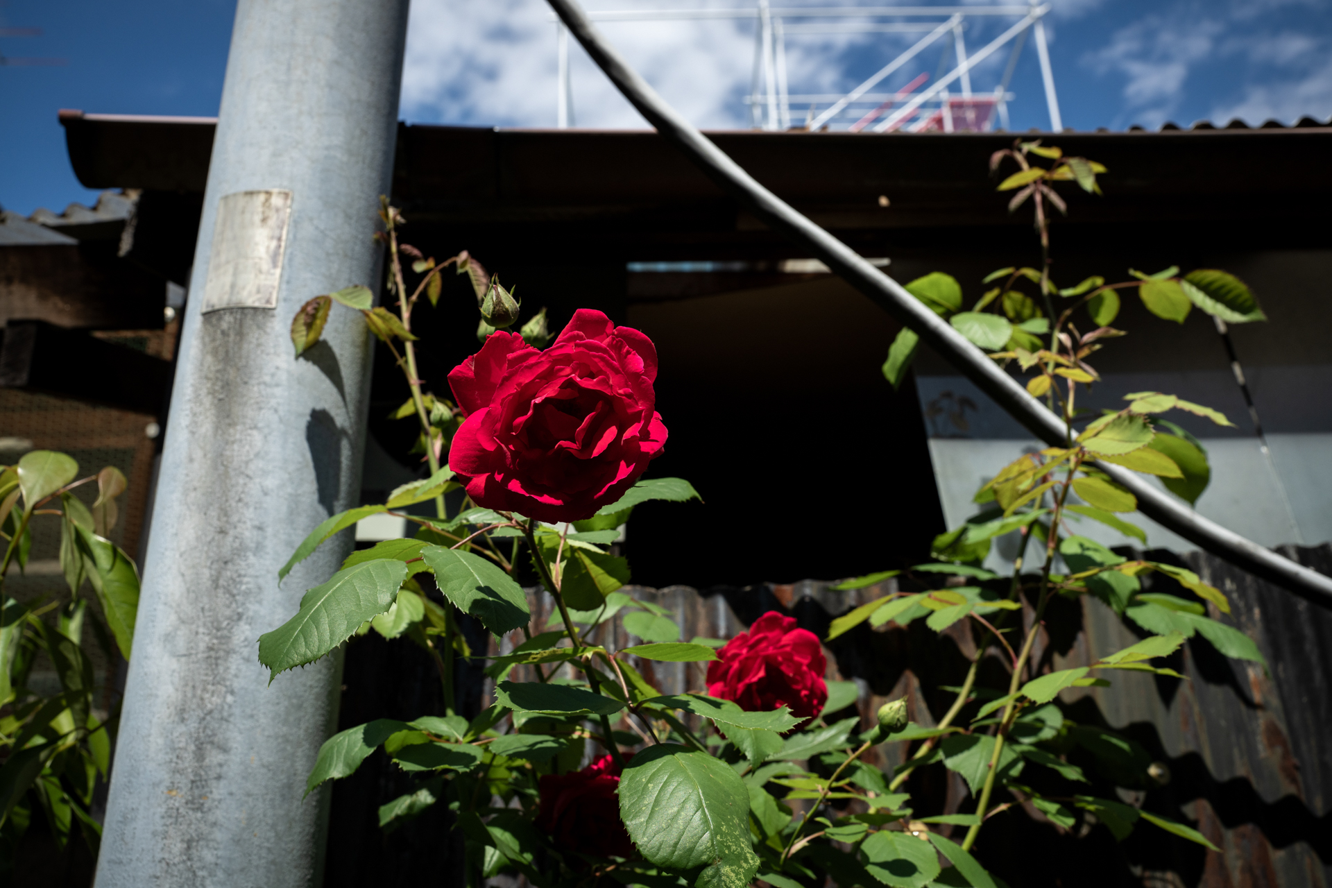 街角のバラですが、手入れはしているんだろうなあと思いつつ、肉薄してしまいました。<span class="fnt-85">ソニー α7CR／Vario-Sonnar T＊ 24-70mm F2.8 ZA SSM／35mm／絞り優先AE（1/800秒、F10、−1.0EV）／ISO 400</span>