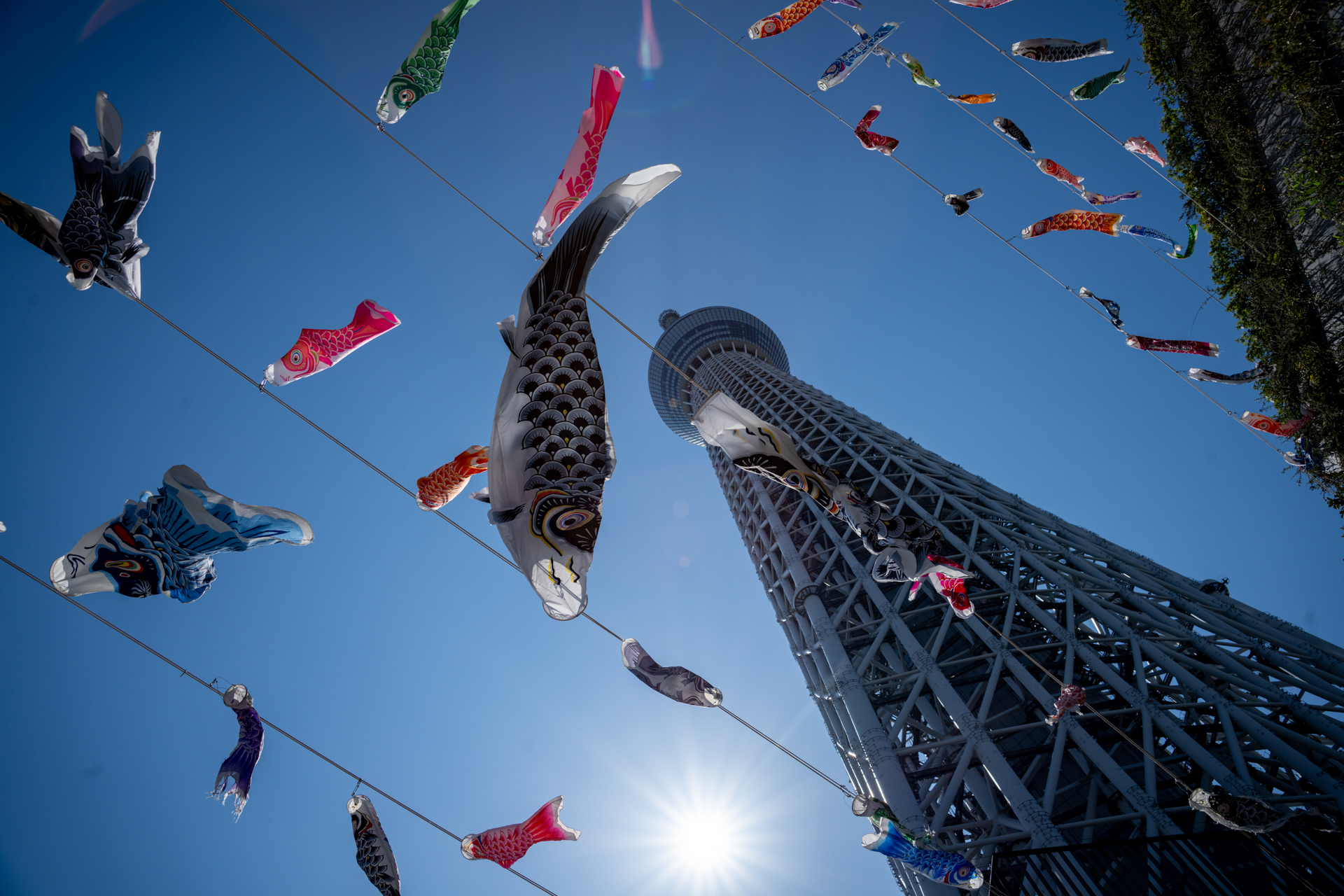 本日は「こどもの日」ですから、鯉のぼりの踊る写真はお約束です。太陽を画面下に入れたら、上部にゴーストが出現しました。この程度なら許されると思います。<span class="fnt-85">ソニー α7CR／Vario-Sonnar T＊ 24-70mm F2.8 ZA SSM／24mm／絞り優先AE（1/1,250秒、F8.0、−0.3EV）／ISO 200</span>