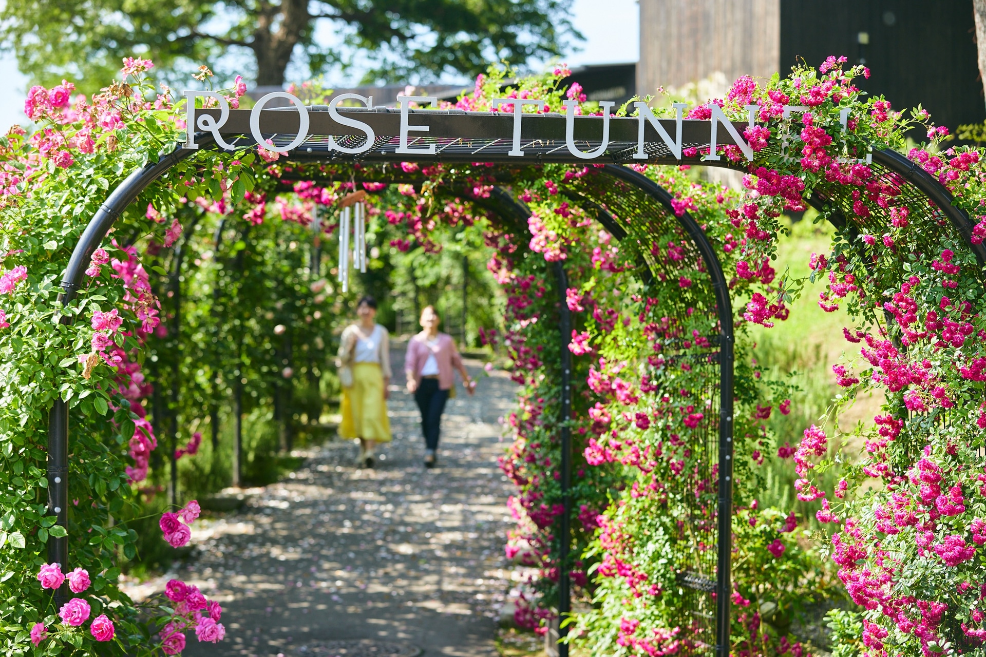 バラのトンネル