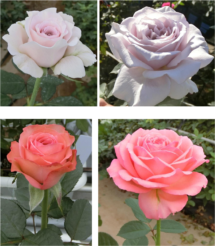 茨城県が初めて育成したバラ新品種「紫峰」（写真上）と「ひたち乙女」（写真下）