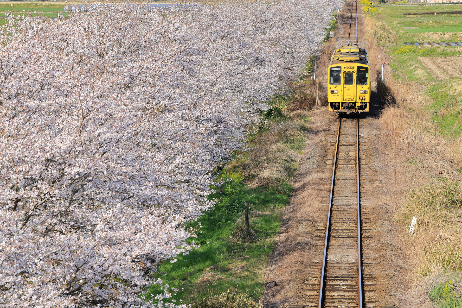 <span class="fnt-85">キヤノン EOS R5 Mark II／RF70-200mm F2.8 L IS USM Z／200mm／マニュアル露出（F10、1/800秒）／ISO 800／WB：太陽光</span>