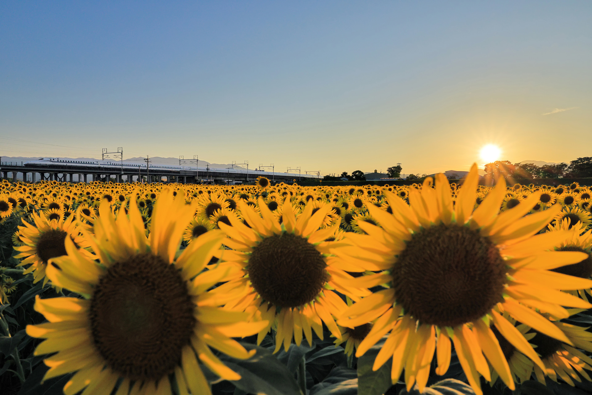<span class="fnt-85">キヤノン EOS R5 Mark II／24mm／マニュアル露出（F13、1/1,600秒）／ISO 1600／WB：太陽光</span>