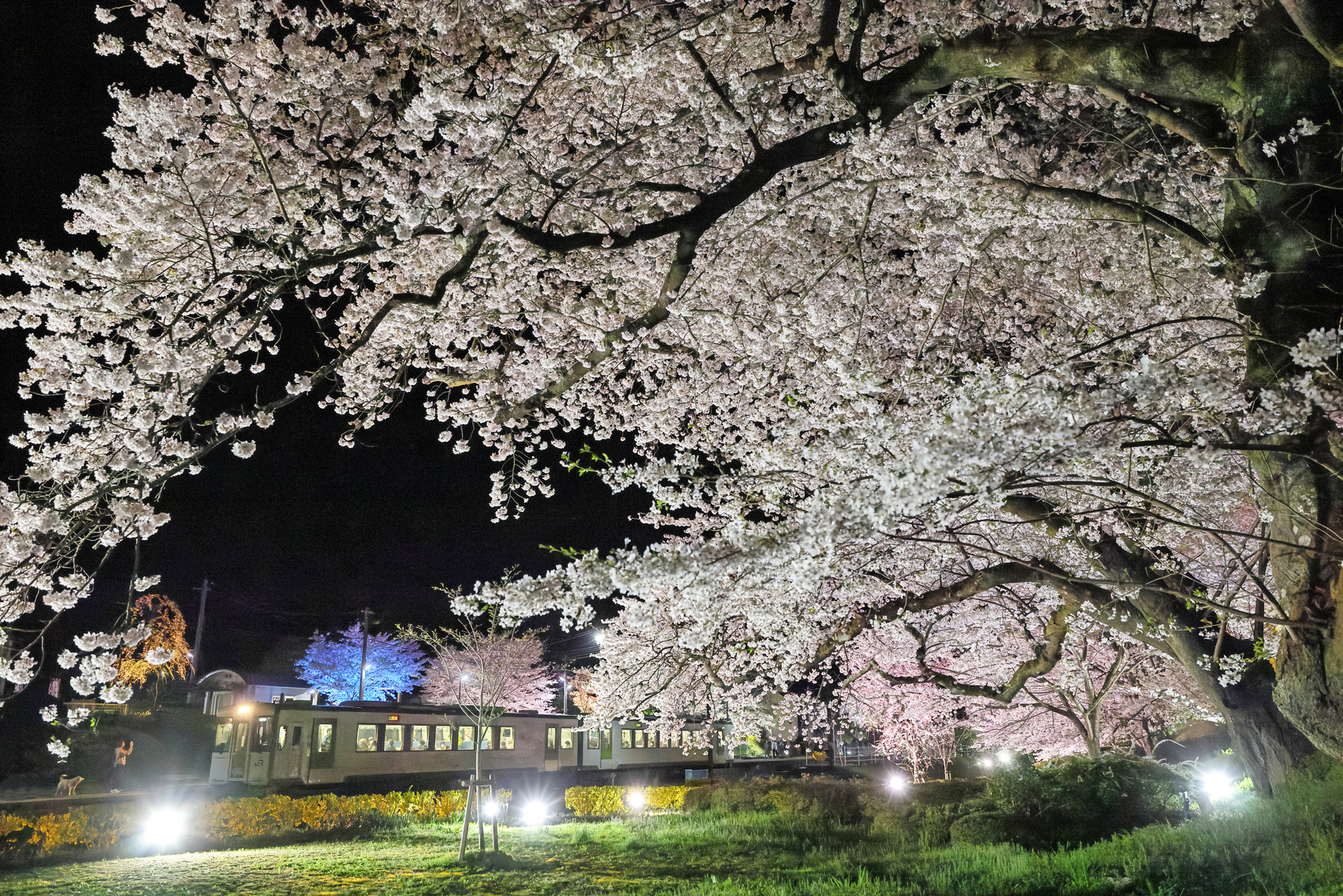 <span class="fnt-85">キヤノン EOS R5 Mark II／28mm／マニュアル露出（F5、1/250秒）／ISO 51200／WB：太陽光</span>