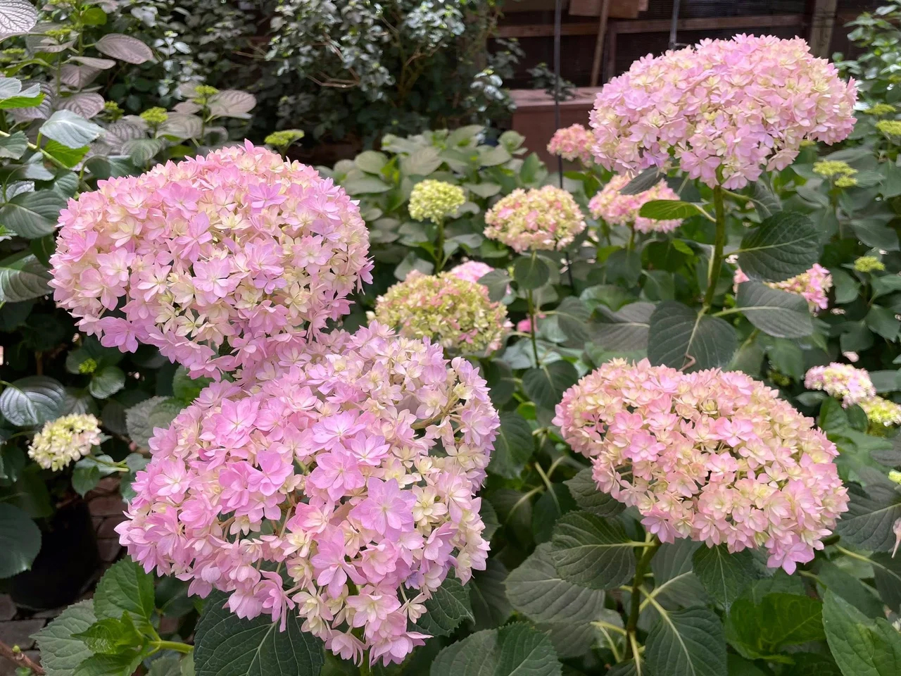 2025年5月9日撮影（画像提供：加茂荘花鳥園）