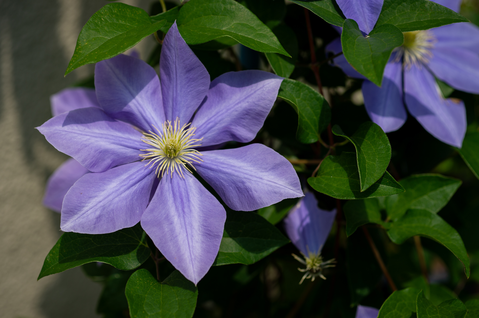 正統派のマクロレンズの使い方。ワーキングディスタンスがとれるので、自分の影の写り込みを避けることができます。<br><span class="fnt-85">ニコン Df／タムロン 90mm F2.5マクロ [Model52BB]／90mm／絞り優先AE（1/1,600秒、F4.0、−0.7EV）／ISO 100</span>