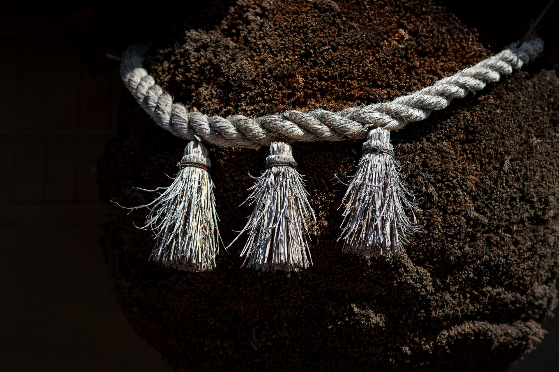 杉玉。光線状態や被写体にもよりますけど、ここでは絞り込むとかっちりとした針金のような描写をしました。<br><span class="fnt-85">ニコン Df／タムロン 90mm F2.5マクロ [Model52BB]／90mm／絞り優先AE（1/1,250秒、F4.0、−1.0EV）／ISO 200</span>