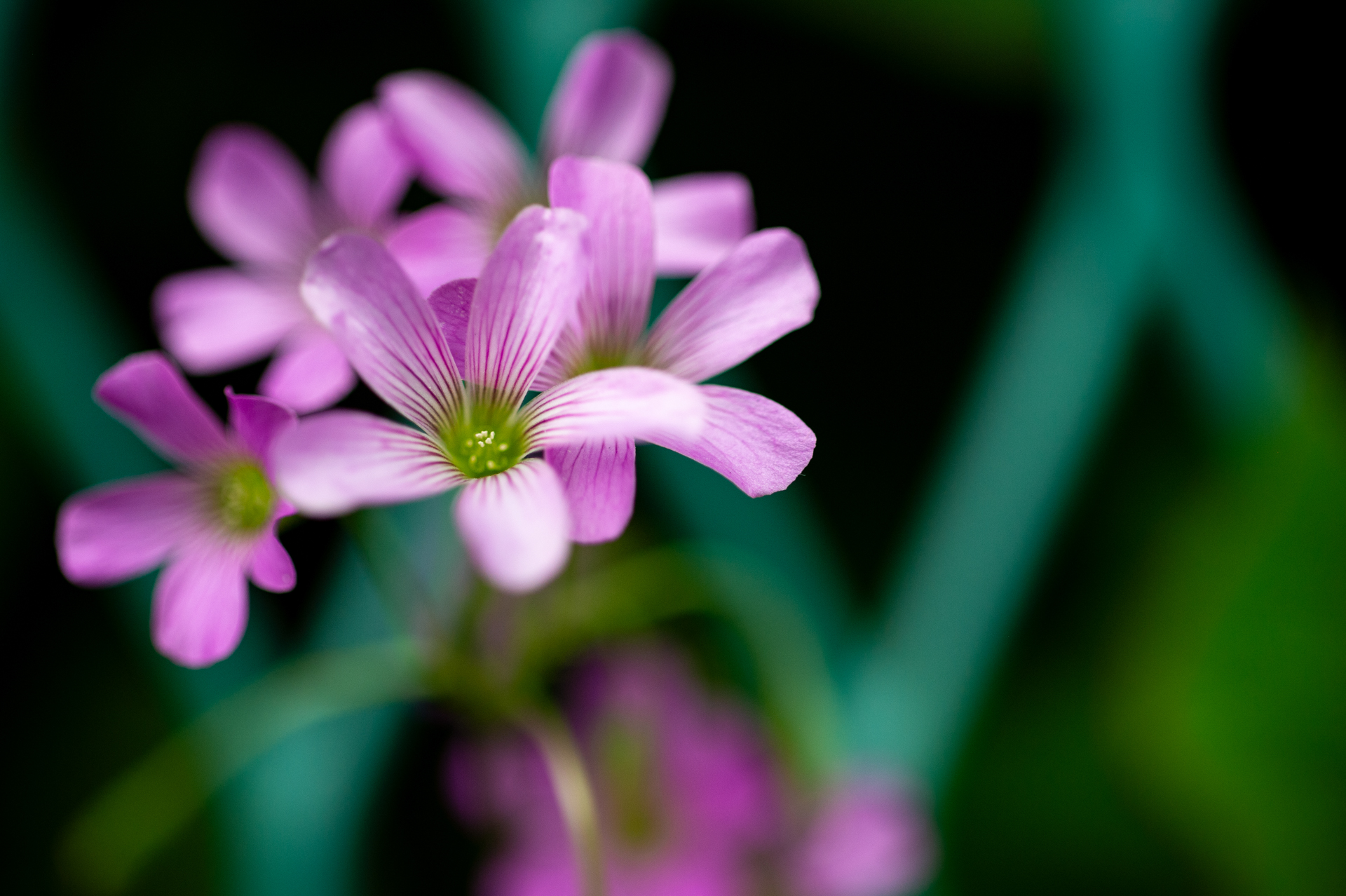 曇天。1/2倍にして、カラダを前後させてフォーカシングしてみました。雑な撮り方ですがたくさん撮影することでうまくいきました。<br><span class="fnt-85">ニコン Df／タムロン 90mm F2.5マクロ [Model52BB]／90mm／絞り優先AE（1/3,200秒、F2.5、−0.7EV）／ISO 800</span>