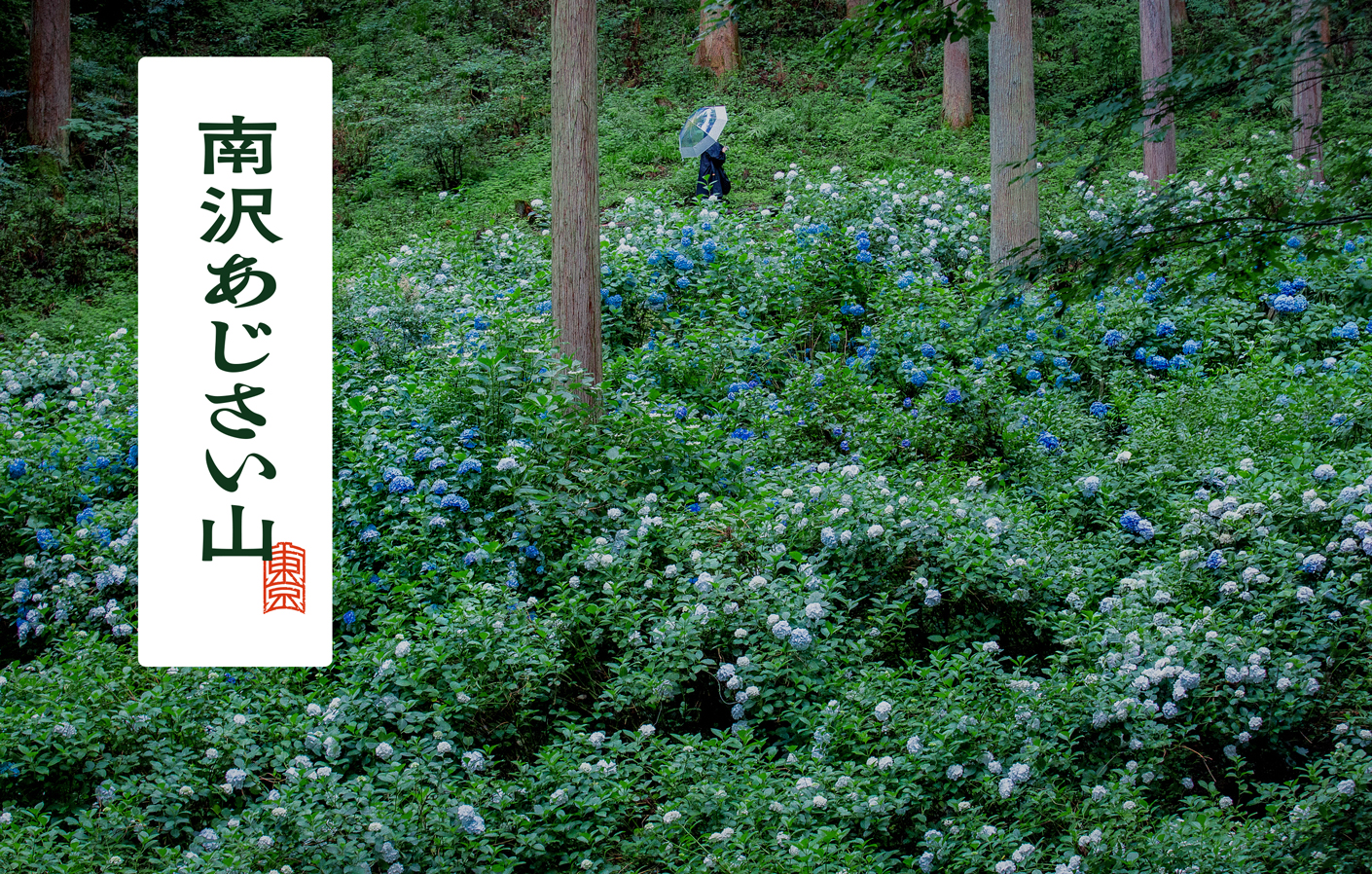2024年度の南沢あじさい山ハイシーズンの様子