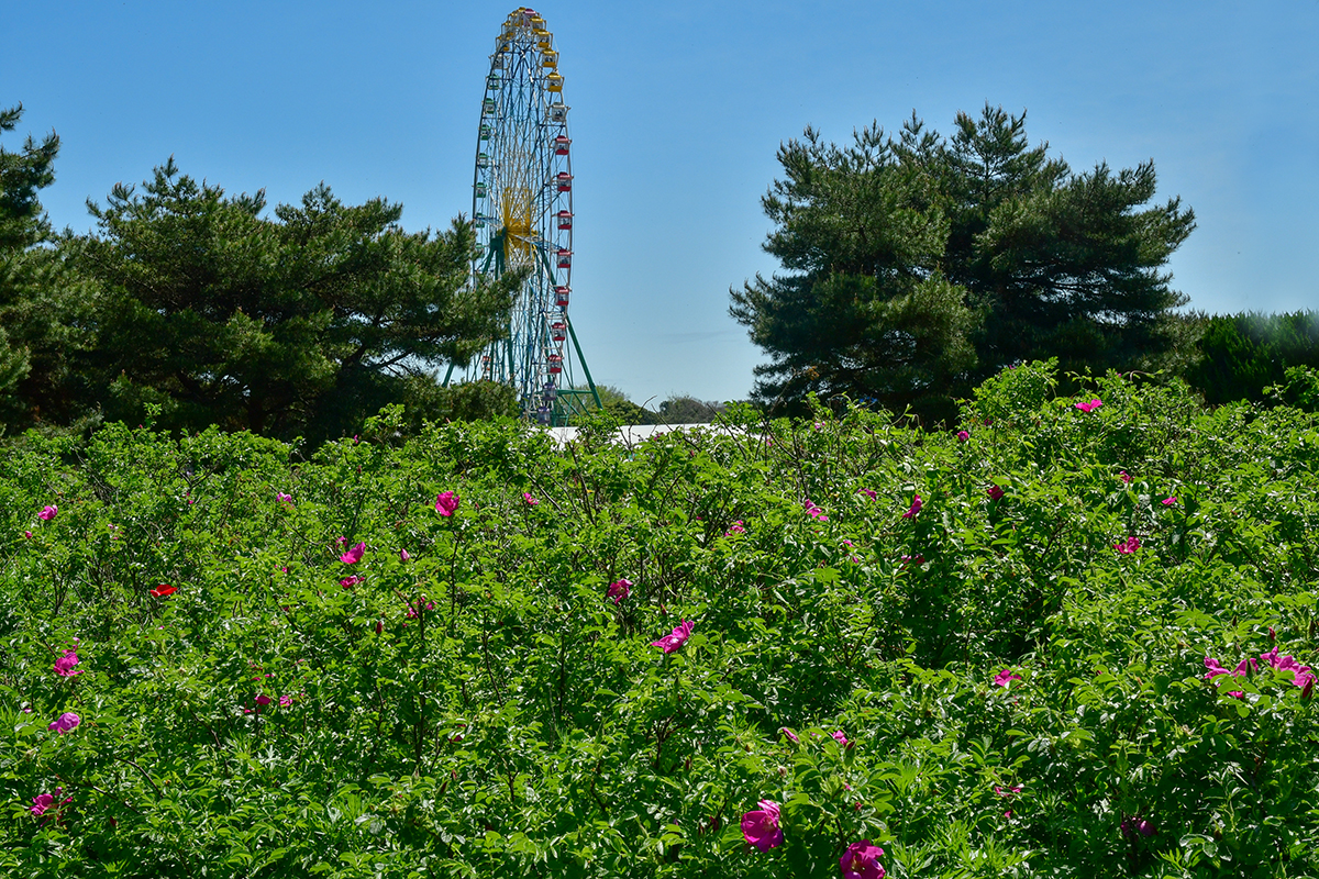 ハマナスの思い出ガーデン