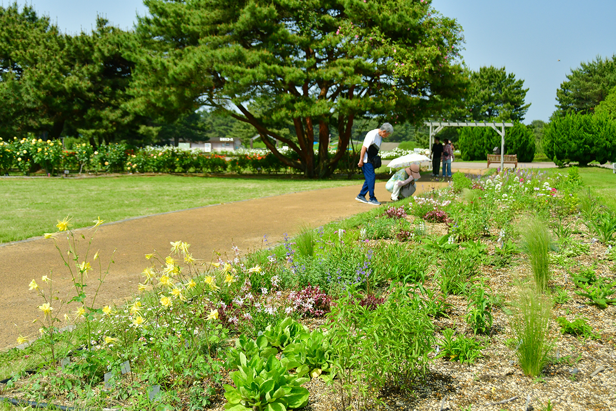 ウェルカムガーデン