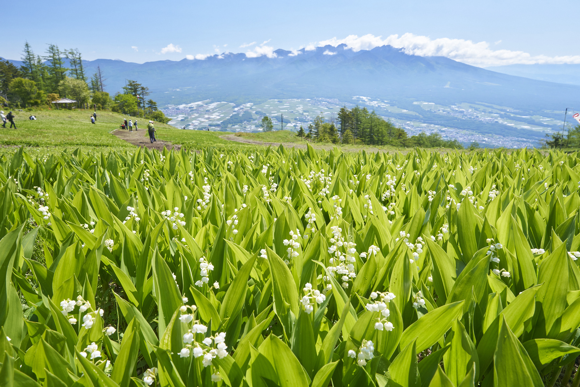 ドイツスズランの群生