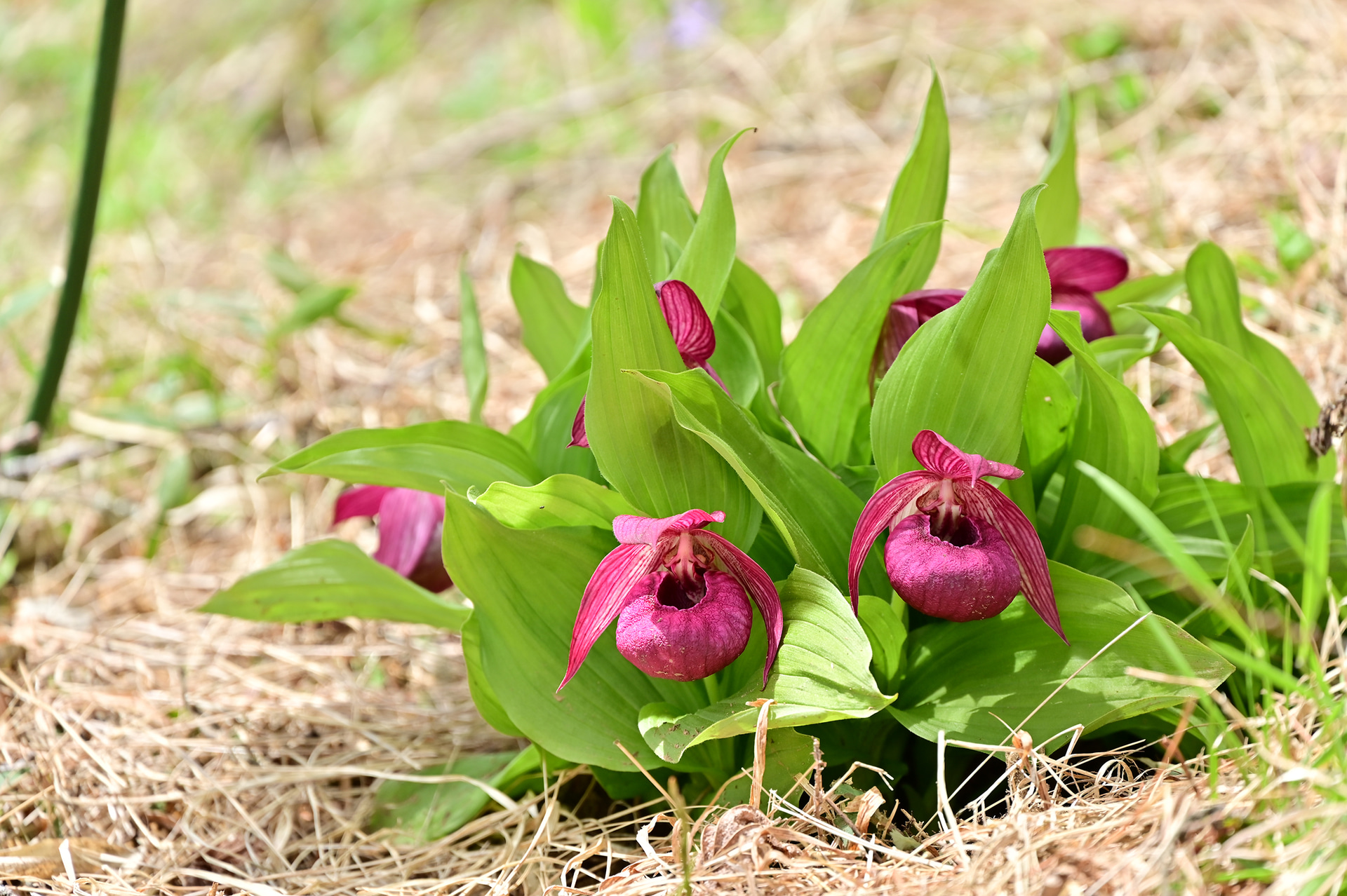 釜無ホテイアツモリソウ