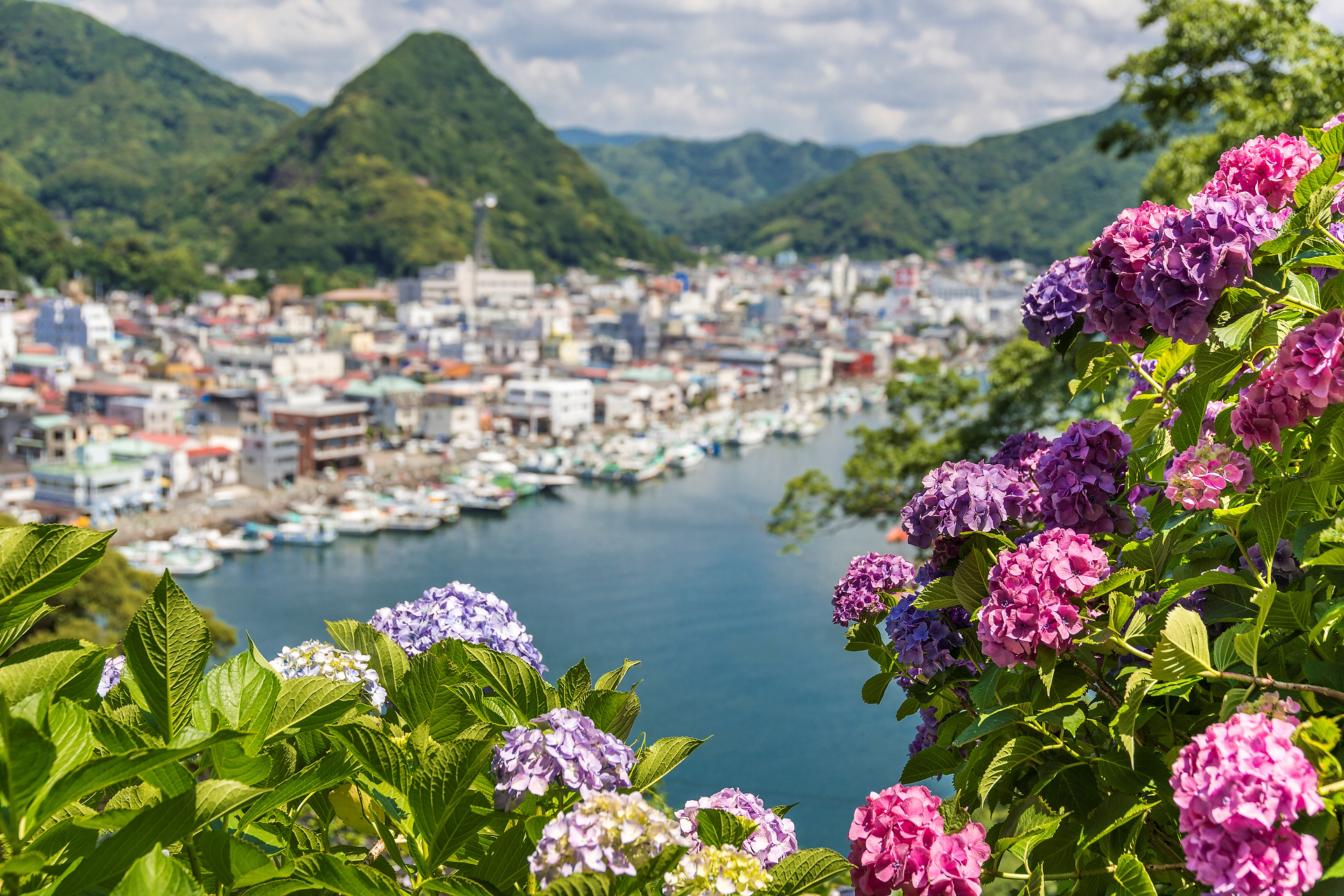 写真：下田市観光協会