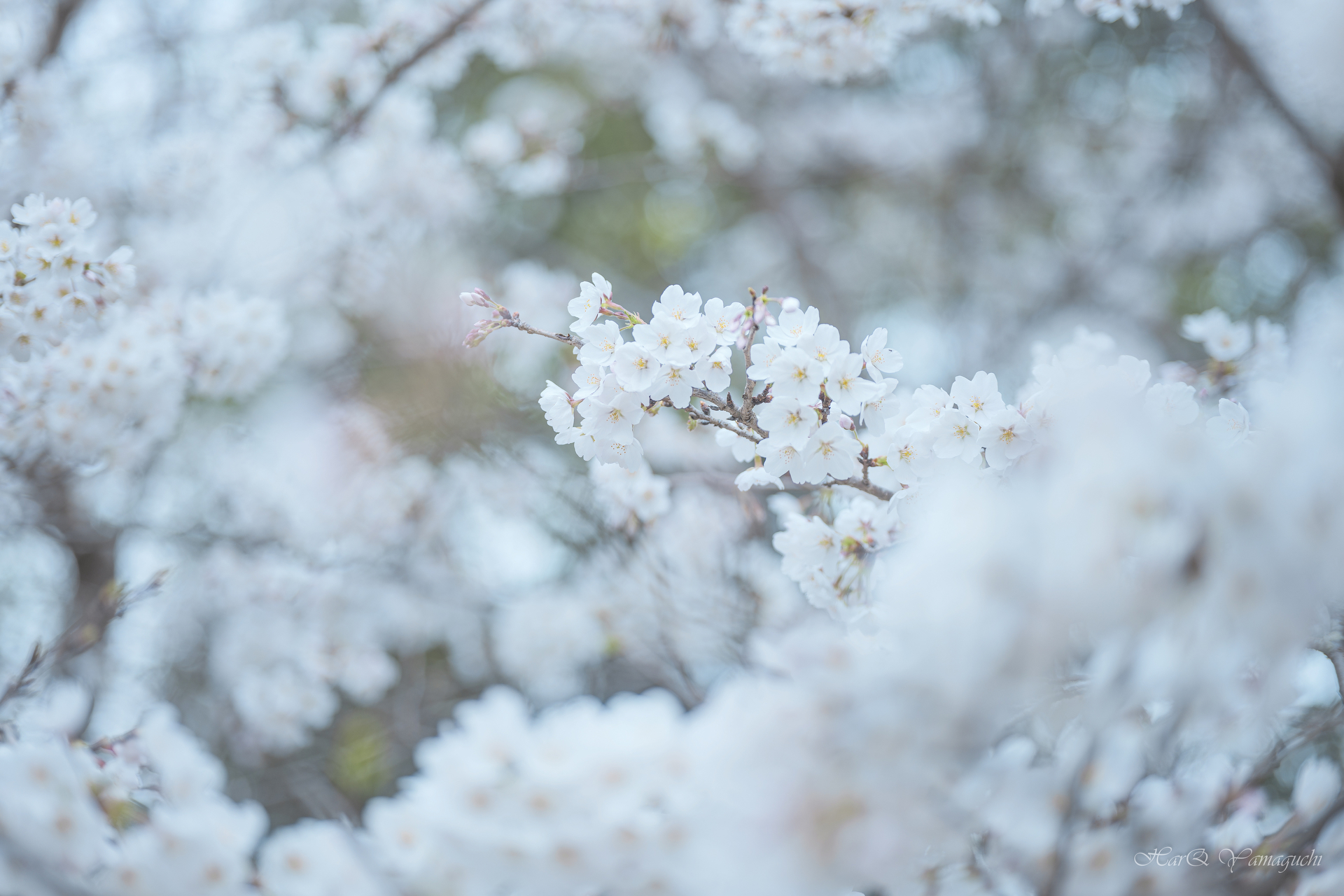 サンプル画像（提供：株式会社焦点工房）以下同