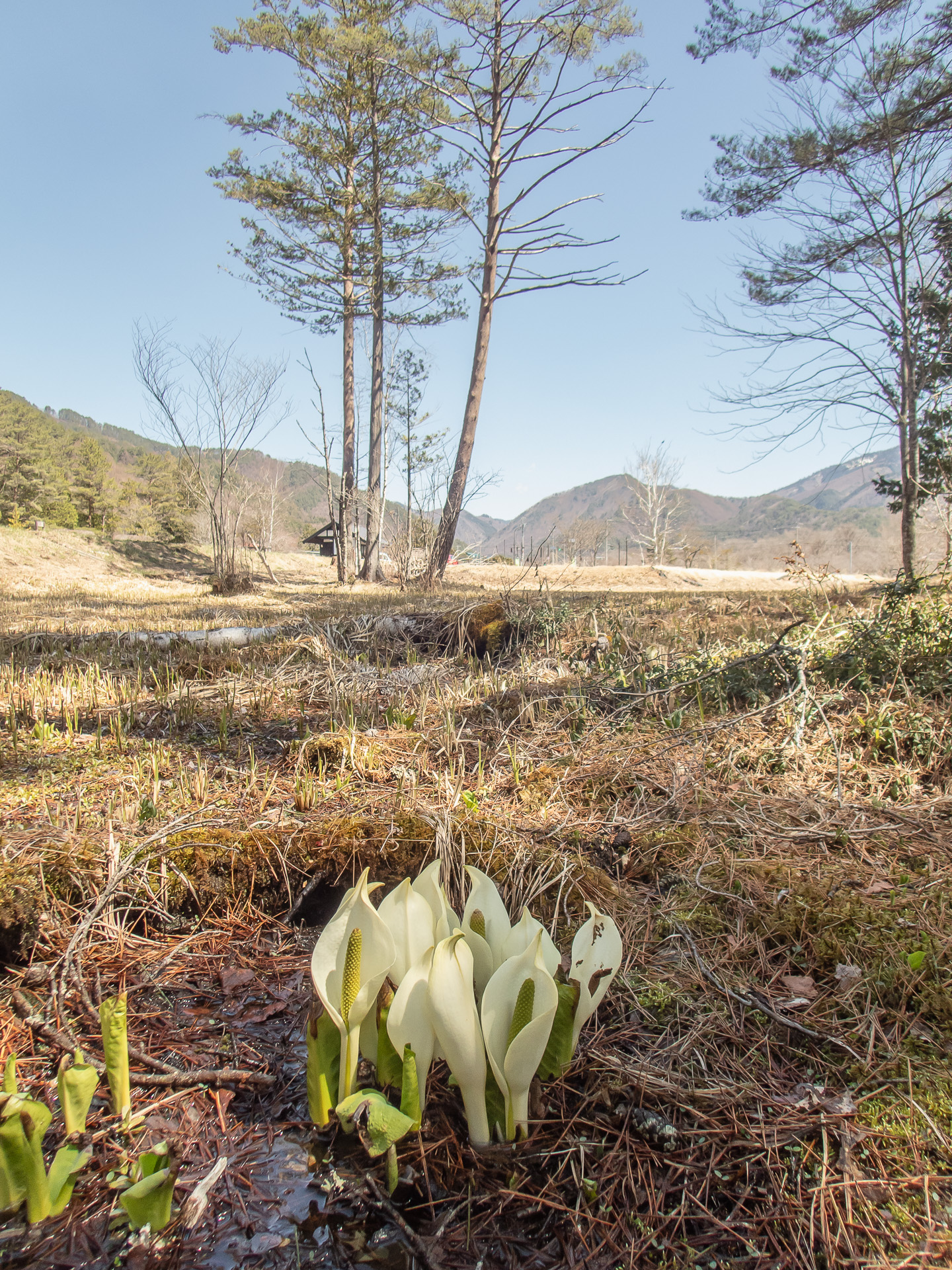 水芭蕉と言えば尾瀬！ですが、ごめん、この写真は一足早く木曽で撮ったもの。遊歩道の木道から腕を伸ばして頑張ってみた。あと10cm腕がほしいなあ。尾瀬に限らず見頃になってるところが多いかな。水芭蕉に限らず高山植物の季節を迎えるワケですが雨も多くて、ちょいと辛い今日この頃。雨の運転気をつけて目的地に向かいましょうね。