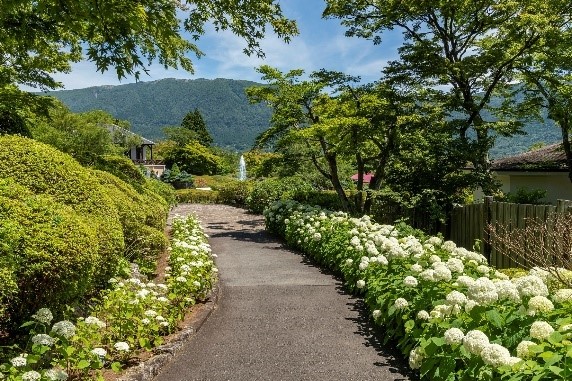 アナベルロード（昨年の様子）