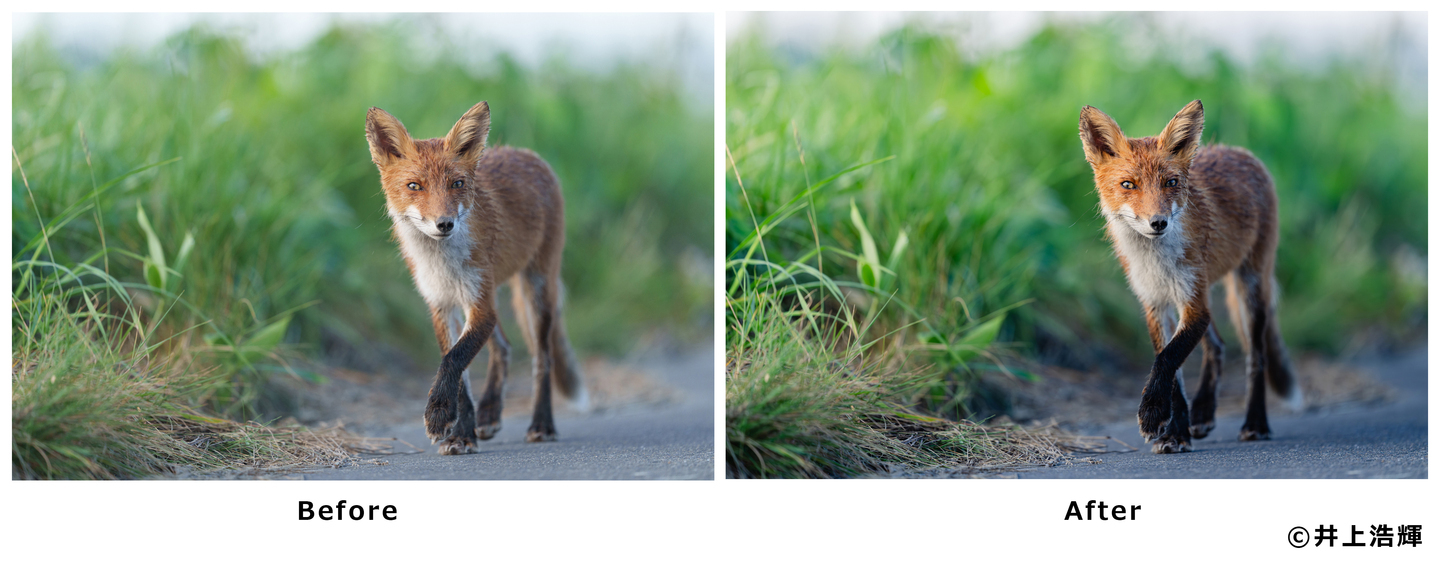 井上氏の解説「Beforeは、カメラの撮って出し。カメラ内のプロセッサがシャドウを起こしてハイライトを押さえてくれたために、ややフラットなメリハリが少ない画に仕上がっています。Afterは、Lightroom Classicでの現像後。せっかく朝陽が当たっているので、むしろこれを強調して仕上げてみました」