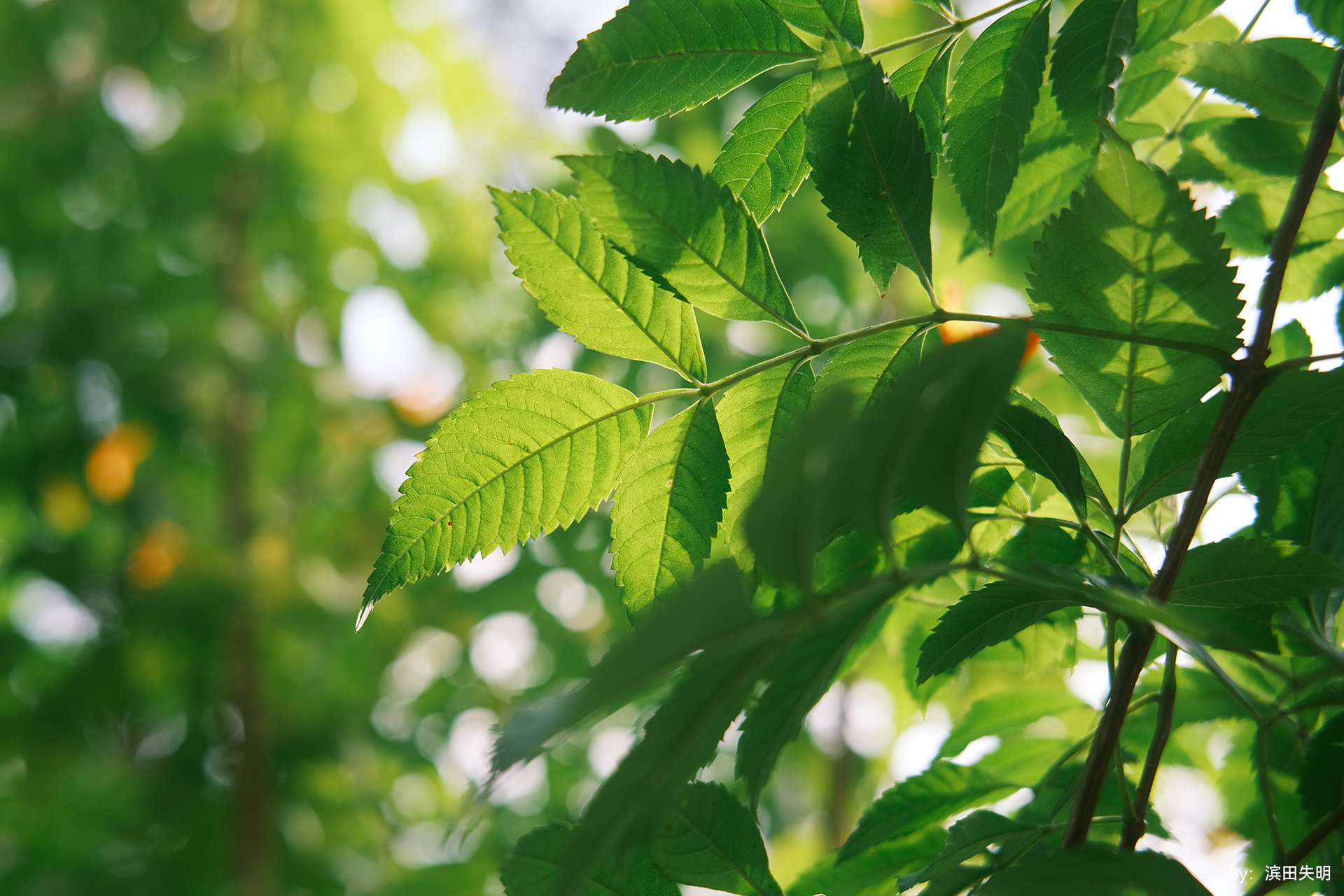 サンプル画像（提供：株式会社焦点工房）