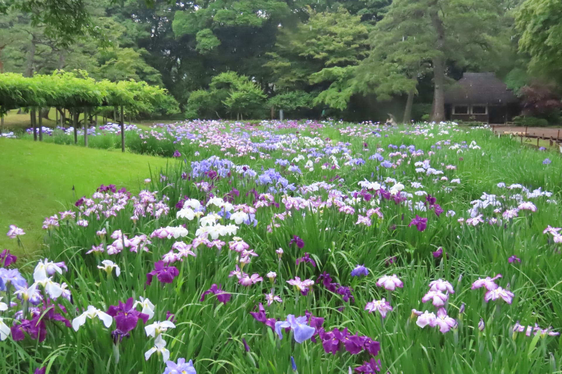 花菖蒲田の様子（6月3日撮影）