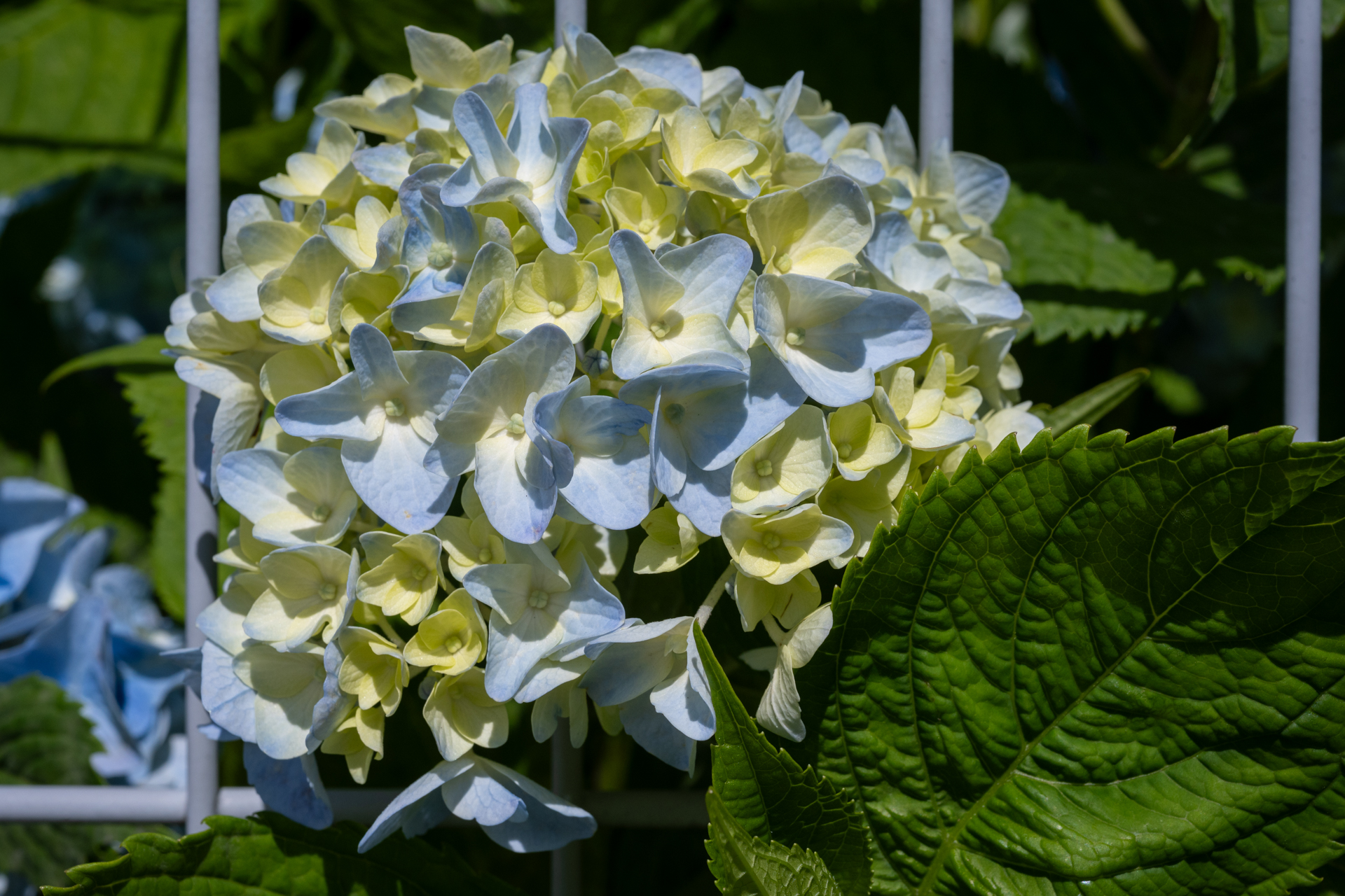 紫陽花の赤ちゃんですね。これから青味が増して美しくなるわけです。マクロレンズでググッと寄ってみました。<br><span class="fnt-85">ニコン Z5II／NIKKOR Z MC 50mm f/2.8／プログラムAE（1/800秒、F14、−0.7EV）／ISO 400</span>