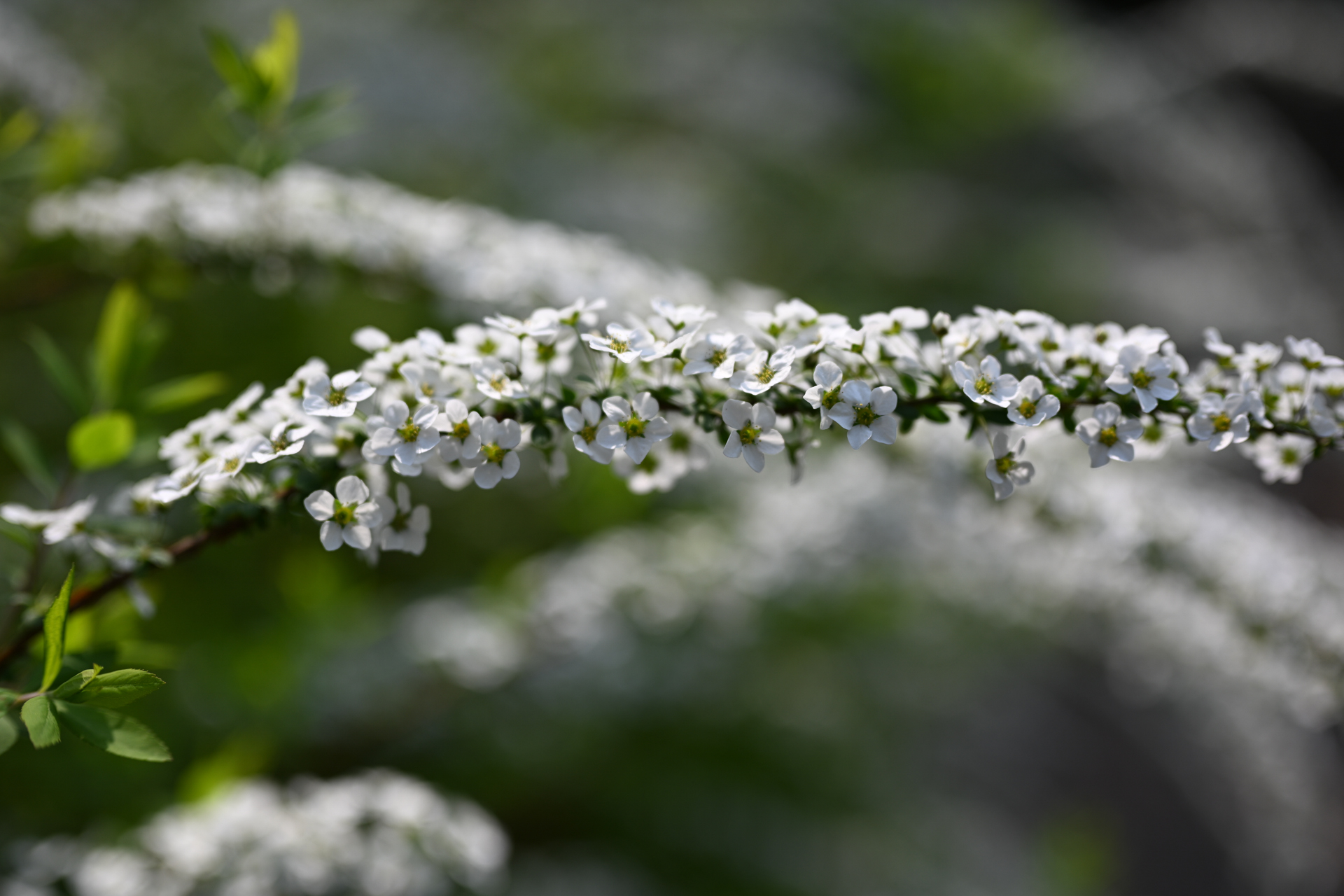 標準レンズの絞りを開いての見本みたいな作例ですが、描写はいいですね。<br><span class="fnt-85">ニコン Z5II／NIKKOR Z 50mm f/1.8 S／絞り優先AE（1/2,500秒、F2.2、−0.3EV）／ISO 100</span>