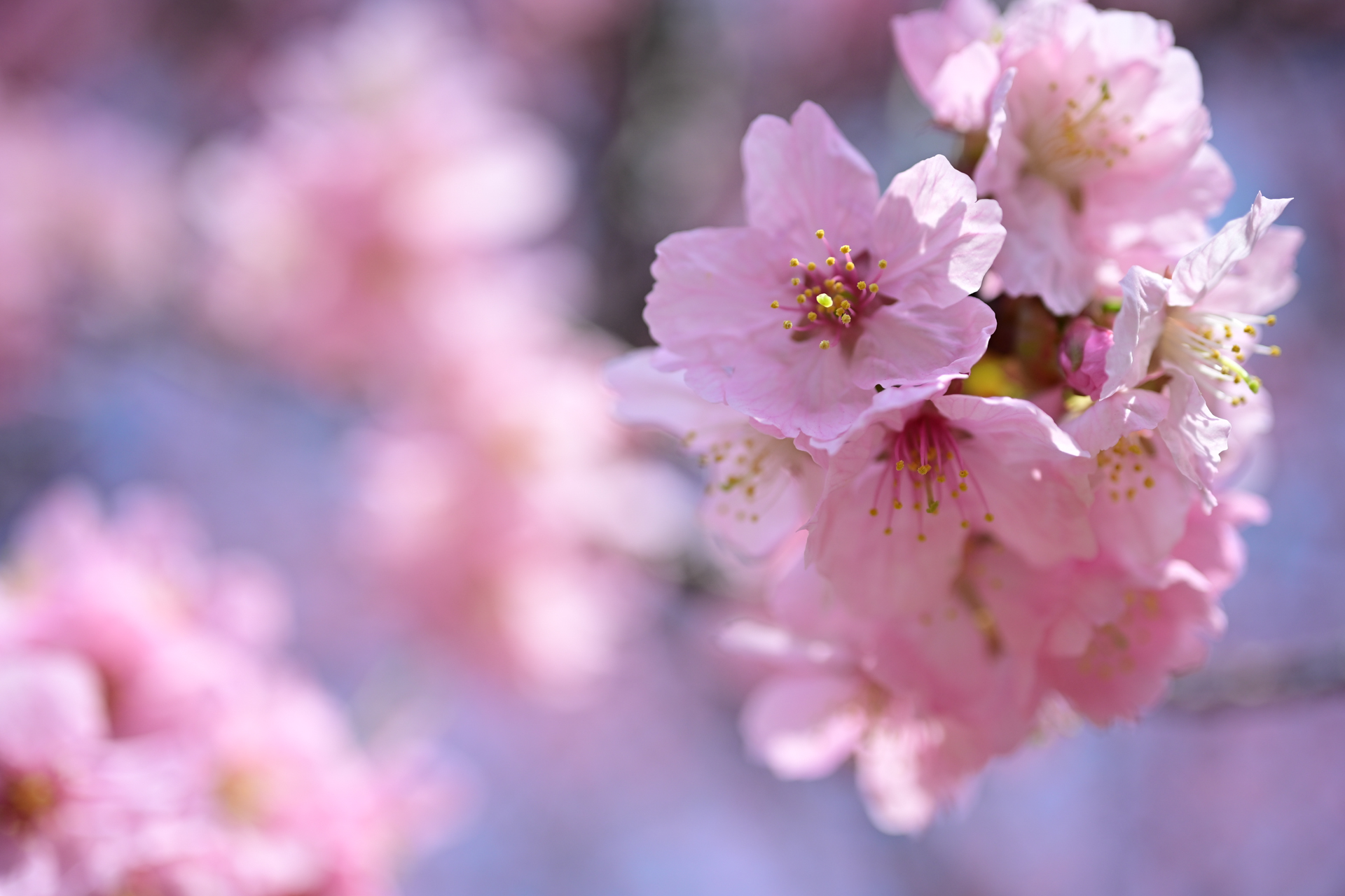 意図して狙ってないけど、筆者の考え方がわかるんじゃないかというところにフォーカスが行きます。<br><span class="fnt-85">ニコン Z5II／NIKKOR Z MC 50mm f/2.8／絞り優先AE（1/2,000秒、F4.0、＋0.3EV）／ISO 200</span>