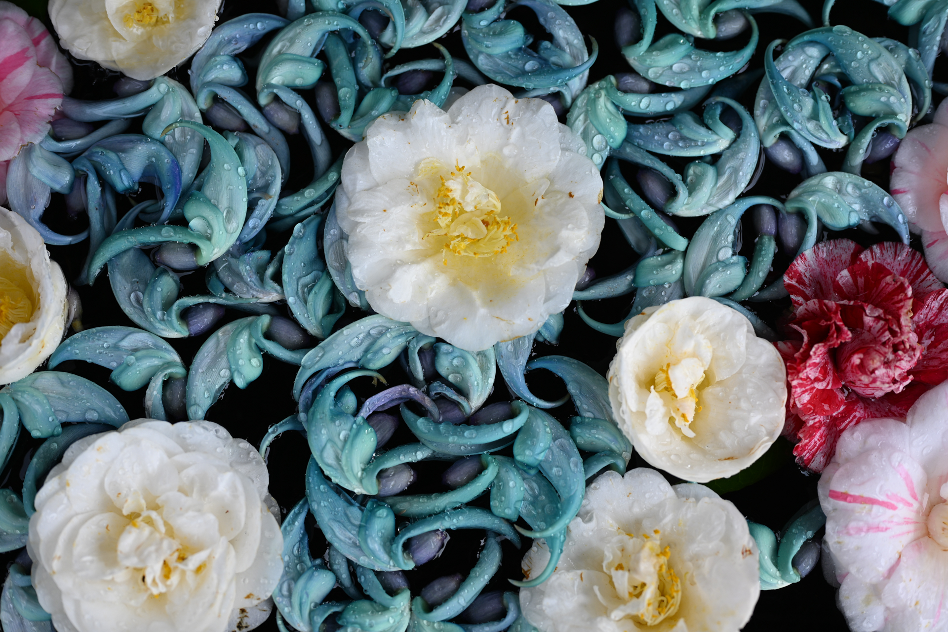 画質の均質性も悪くないですね。色再現も派手にならずと良い仕事をしています。<br><span class="fnt-85">ニコン Z5II／NIKKOR Z 50mm f/1.8 S／絞り優先AE（1/800秒、F2.8、±0.0EV）／ISO 100</span>