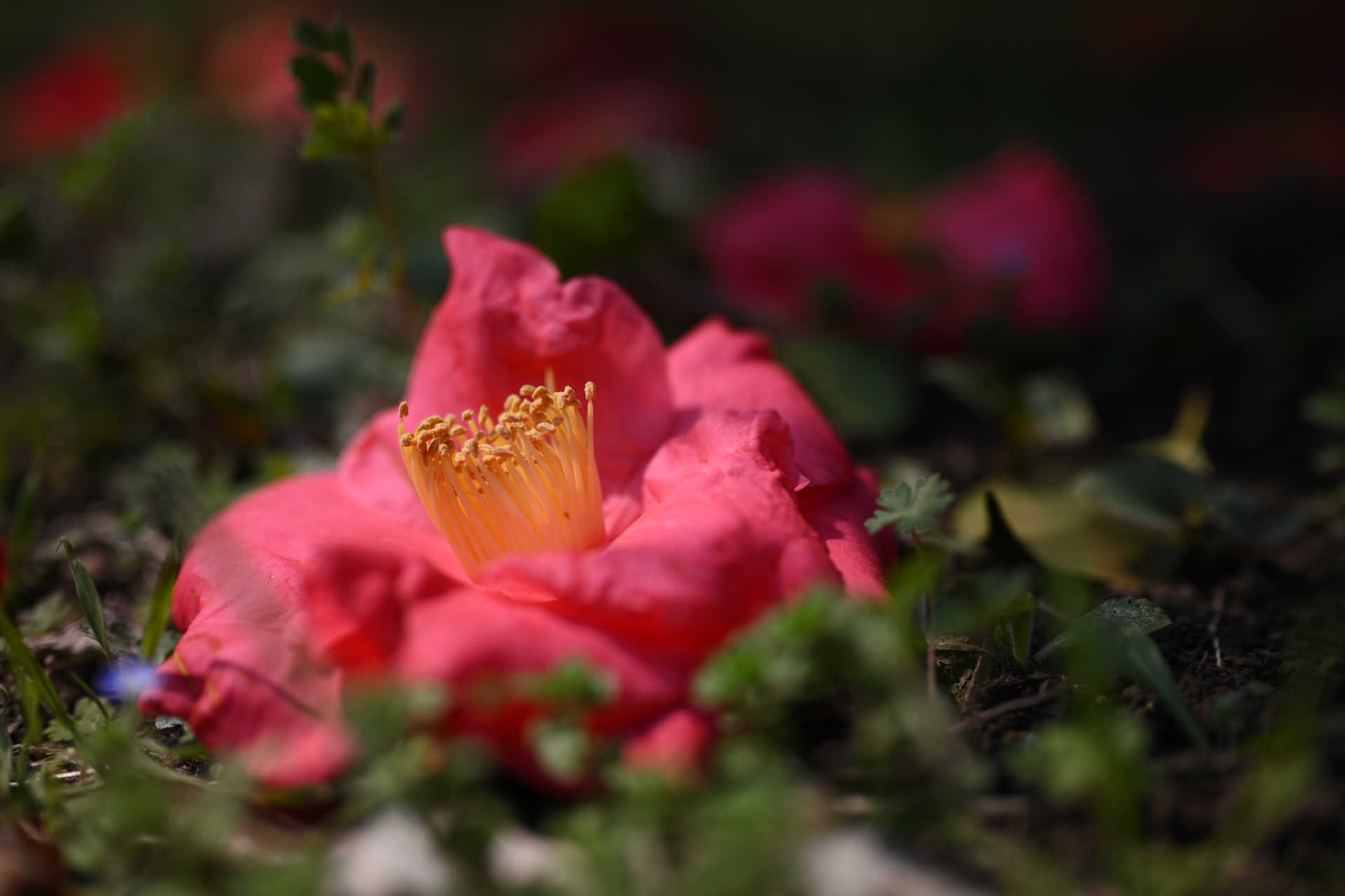 カメラを地べたにおいて、バリアングルでフレーミングして撮影してみました。ラクな姿勢で撮影できます。<br><span class="fnt-85">ニコン Z5II／NIKKOR Z 50mm f/1.8 S／絞り優先AE（1/5,000秒、F2.0、−0.7EV）／ISO 100</span>