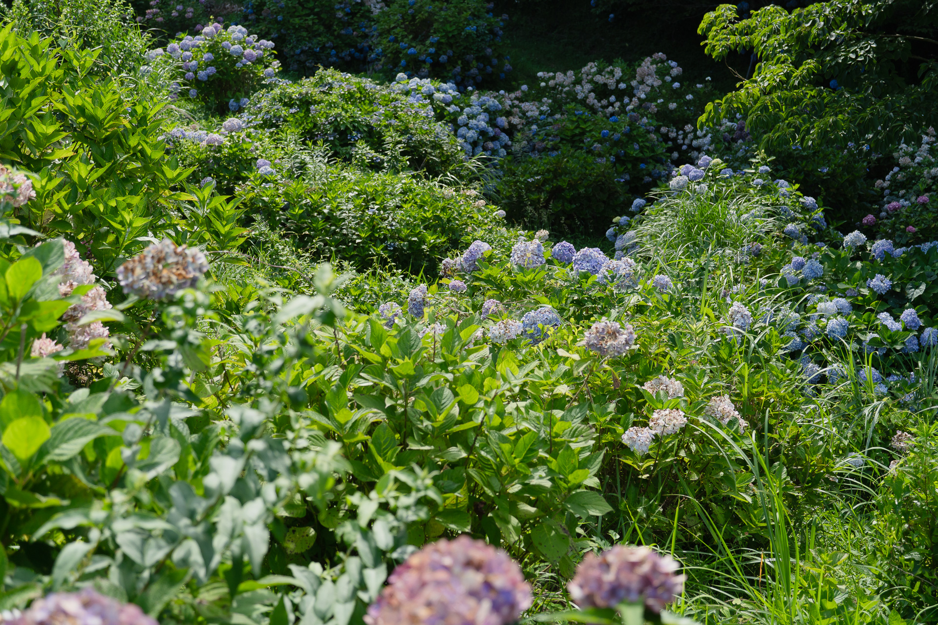 今年も梅雨に入ってしまいましたね。蒸し暑くなってきたけど近所を散策すると紫陽花が鮮やかに目に映ります。ということで千葉県名所案内を1つ。谷を埋め尽くすように咲く紫陽花。背丈ほどもある大きな株のすぐそばを散策できます。写真は2024年7月3日に撮影したもの。ちょっと見頃を過ぎた状態です。今年はどんなでしょうね。写真を撮りやすい場所なのでぜひカメラをもって作品撮影の旅を。<br>肝心の場所ですが、「<a href="https://maps.app.goo.gl/Y632UBGxwSvWqk9t5">野見金公園</a>」。市原鶴舞ICが最寄りですが、公園近くは細い峠道なので運転には注意。駐車場から数分歩くと見晴らしのいい展望台があるんですが、カフェもあってのんびり過ごせます。紫陽花と入れ替わりでひまわりも咲きますよ