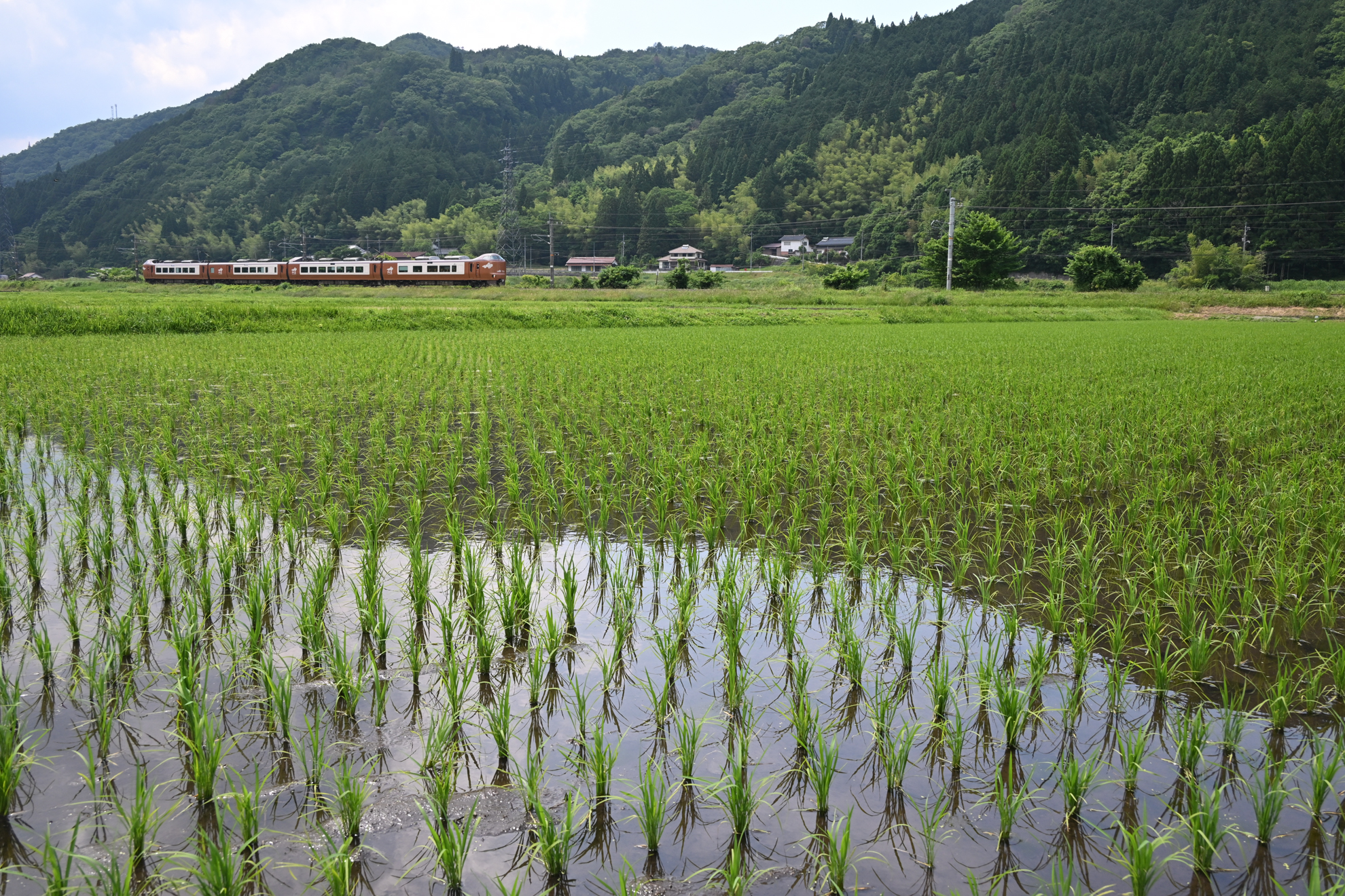 撮影：<a href="https://ganref.jp/m/sumidaman/reviews_and_diaries">NEONEO</a>さん<br><span class="fnt-85">ニコン Z5II／NIKKOR Z 24-200mm f/4-6.3 VR／30mm／マニュアル露出（1/1,000秒、F8.0、−0.3EV）／ISO 640</span>