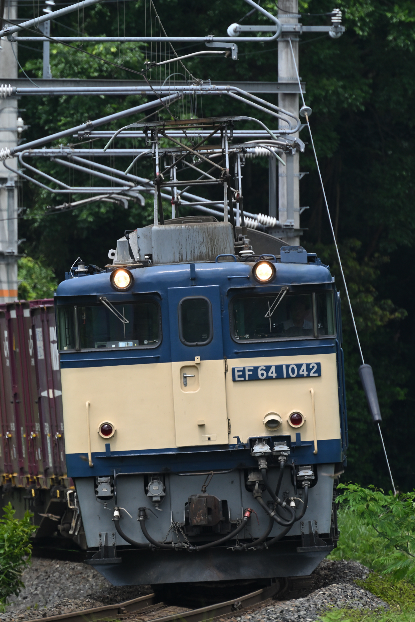 撮影：<a href="https://ganref.jp/m/fukunaga_kunihiko/reviews_and_diaries">くに</a>さん<br><span class="fnt-85">ニコン Z6III／NIKKOR Z 100-400mm f/4.5-5.6 VR S＋TC-2.0x／800mm／絞り優先AE（1/1,000秒、F11、−0.3EV）／ISO 1600</span>