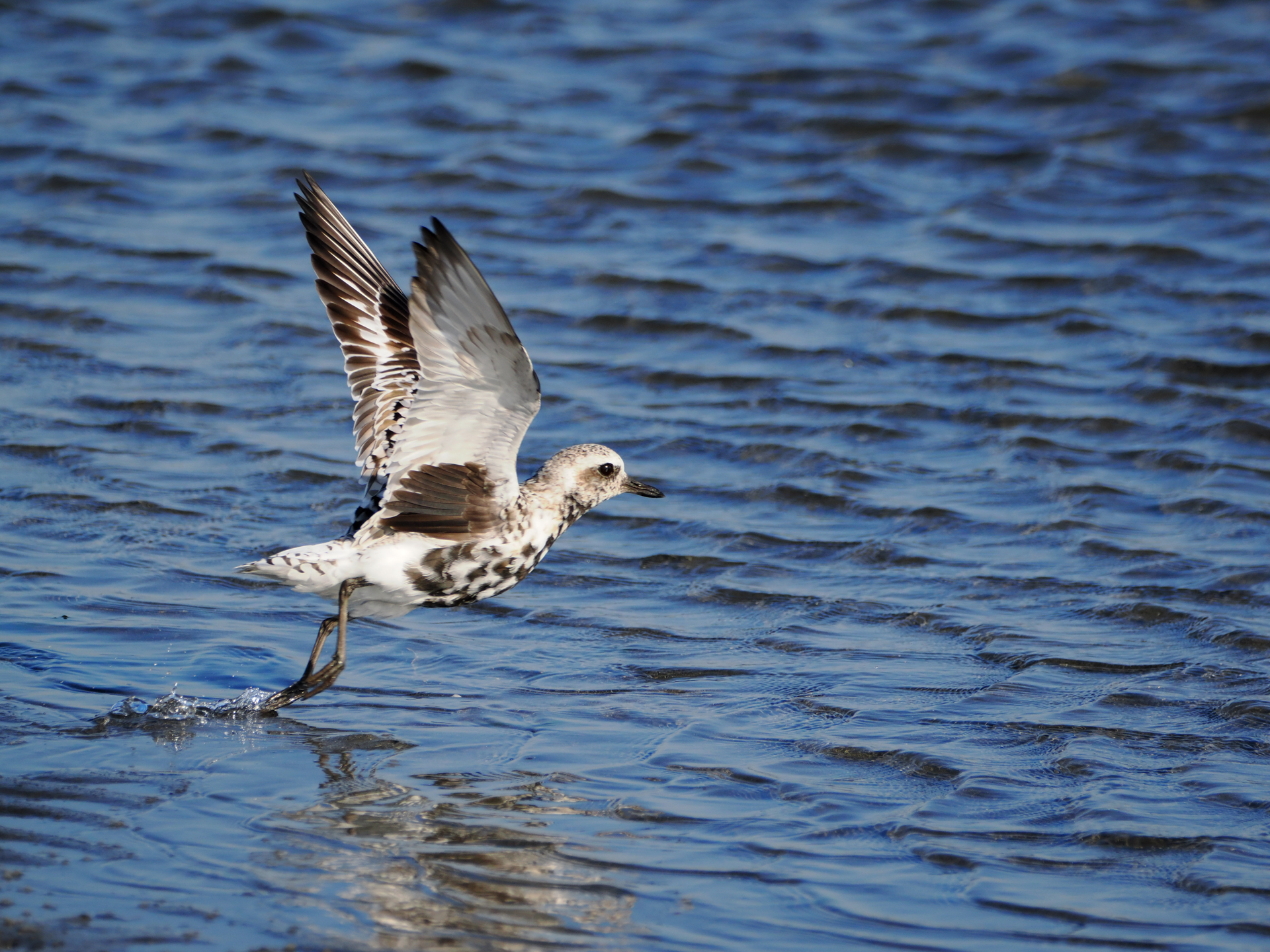 OM SYSTEM OM-3／M.ZUIKO DIGITAL ED 100-400mm F5.0-6.3 IS II／261mm（523mm相当）／絞り優先AE（1/2,000秒、F6.3、＋0.3EV）／ISO 640