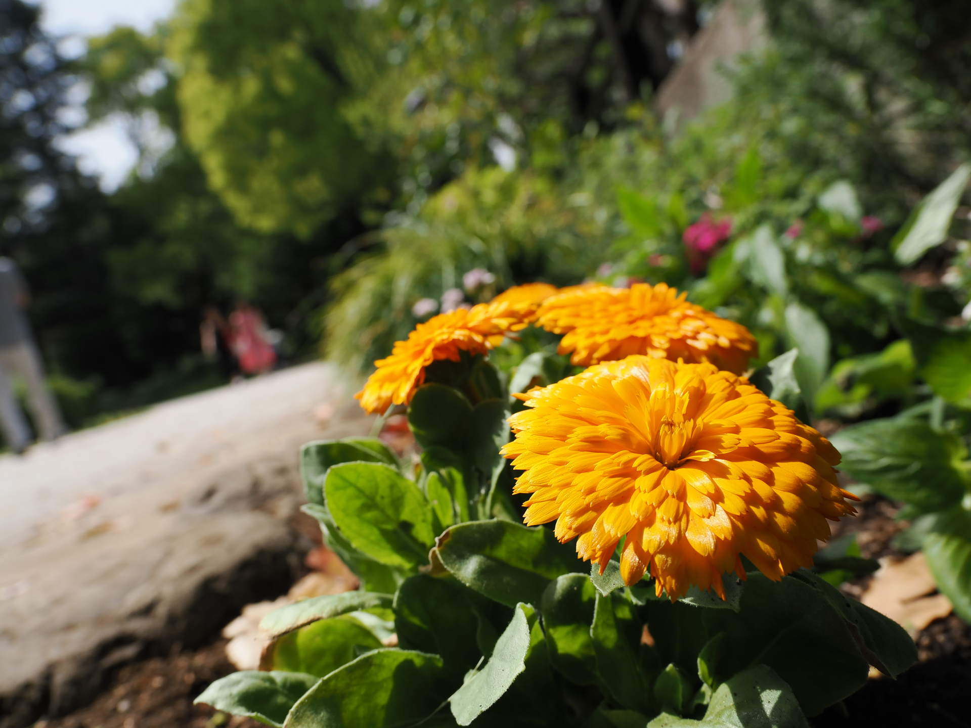 OM SYSTEM OM-3／M.ZUIKO DIGITAL ED 12-45mm F4.0 PRO／13mm（26mm相当）／絞り優先AE（1/800秒、F5.6、±0.0EV）／ISO 200