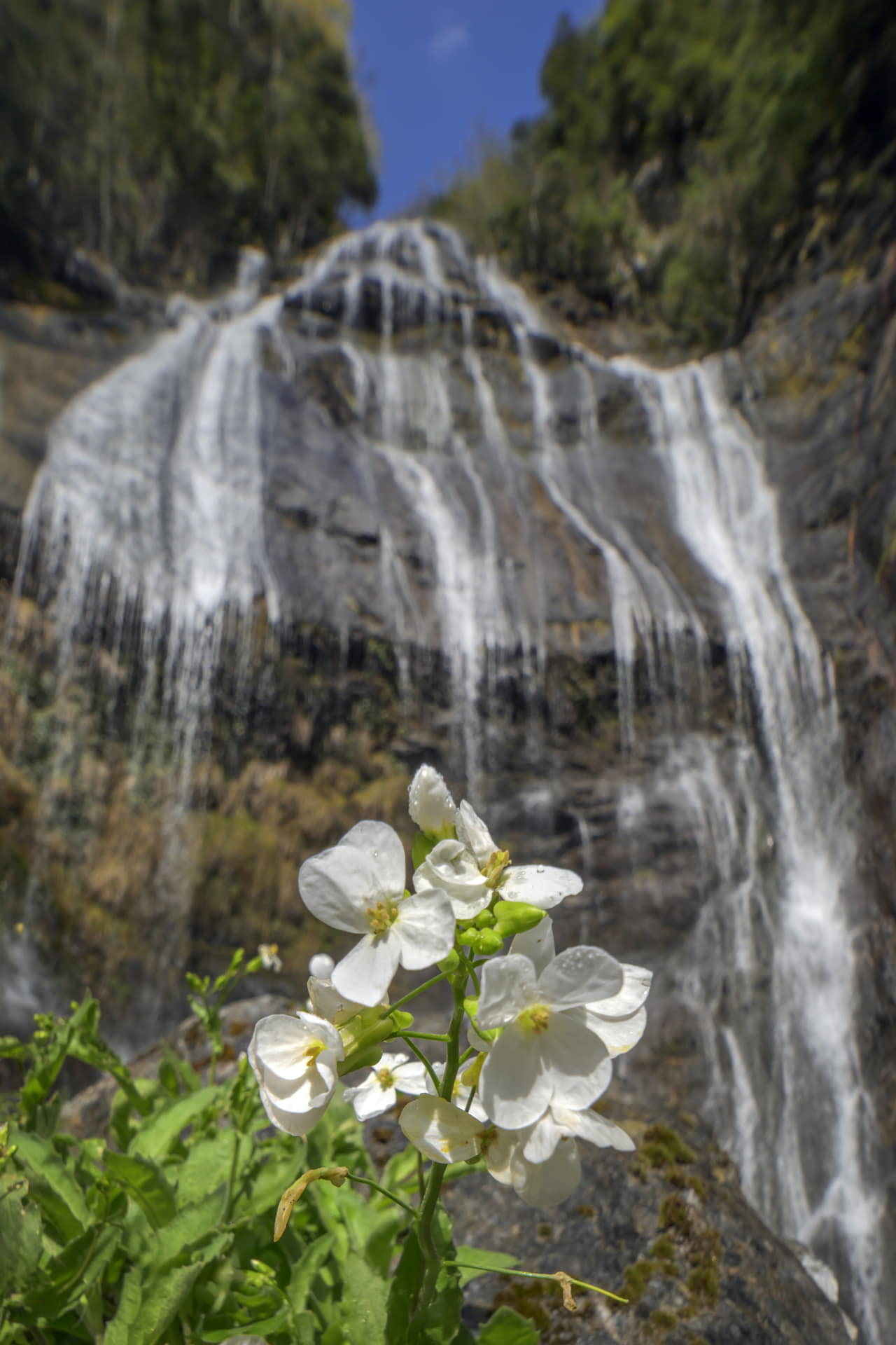 作例提供：株式会社サイトロンジャパン