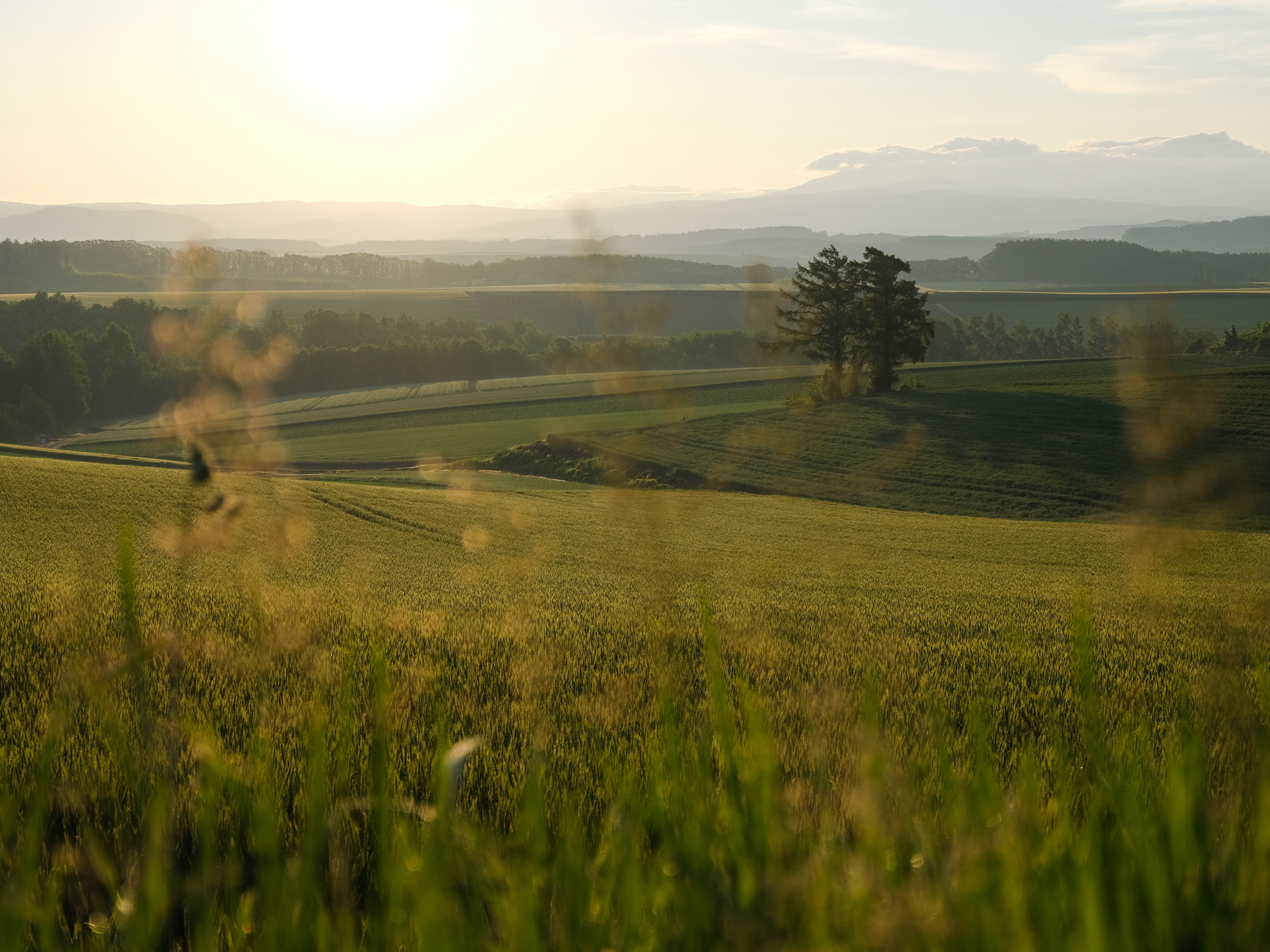 GFX100RFは28mm相当のレンズ固定式カメラだが、巨大な画素数を活かしたデジタルテレコン（クロップズーム）も実用的だ。上と同じ場所から63mm相当にズームして前ボケを絡めて撮影。ここまでクロップしても約1,966万画素となる<br><span class="fnt-85">FUJIFILM GFX100RF／35mm（クロップズーム：63mm相当）／絞り優先AE（1/750秒、F4.0、−0.3EV）／ISO 80</span>