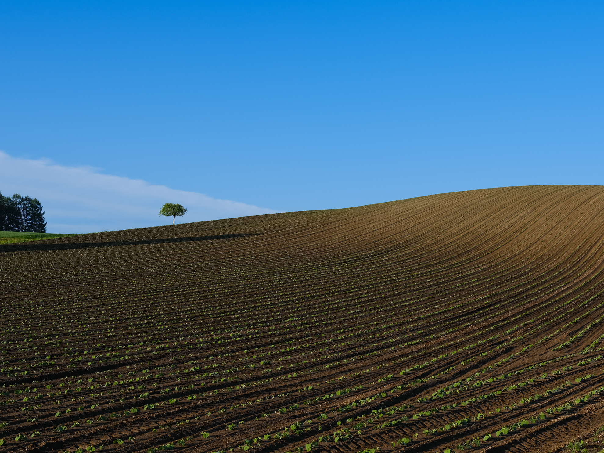空と稜線のコントラスト、低い光線から生じる大地の陰影。実に美瑛らしい景色だ。このような細かなトーンや色のニュアンスもLG gram Pro 2in1 16の大きなディスプレイでしっかりと確認できる<br><span class="fnt-85">FUJIFILM GFX100RF／35mm（28mm相当）／絞り優先AE（1/170秒、F8.0、−0.3EV）／ISO 80</span>