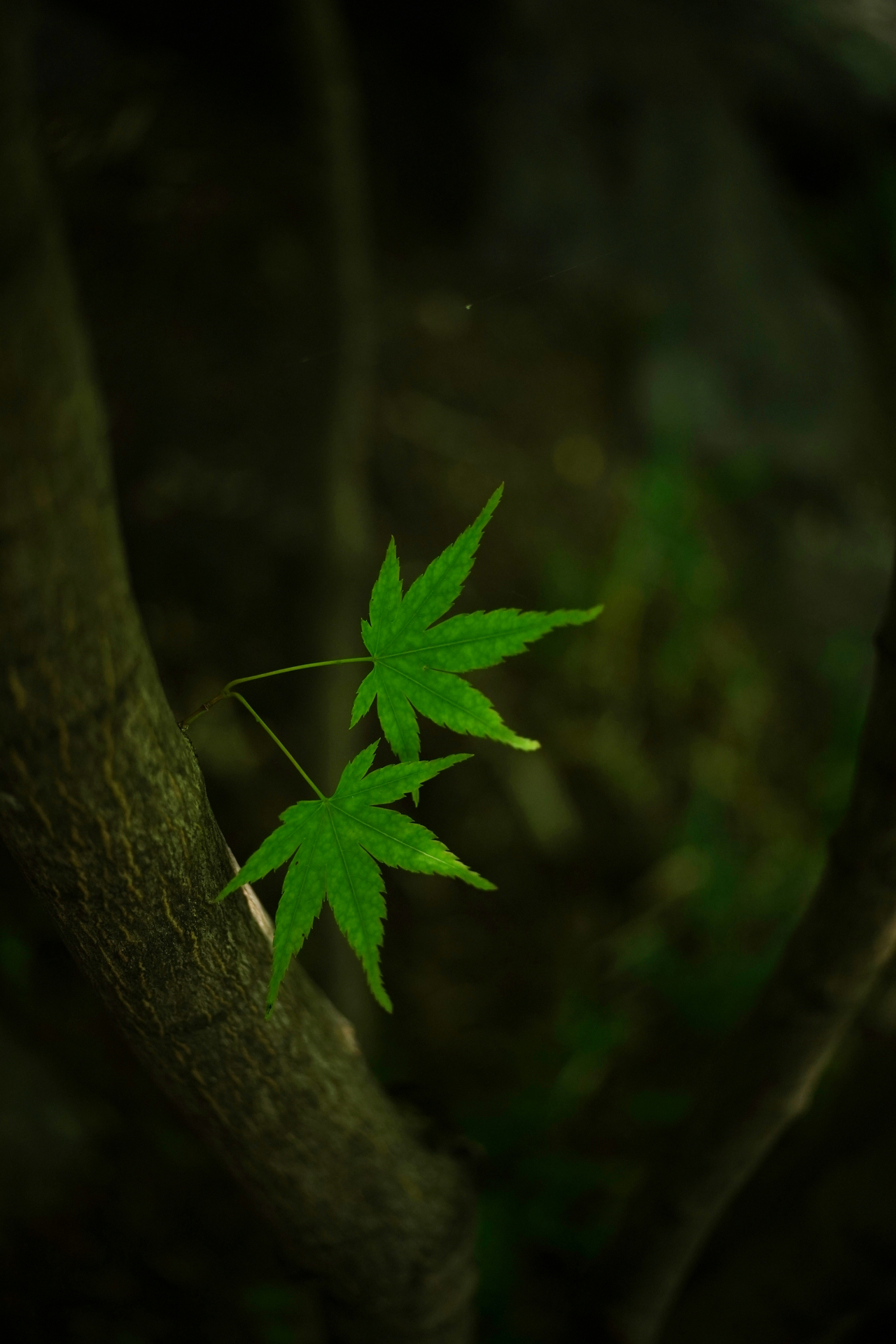 画像提供：株式会社焦点工房