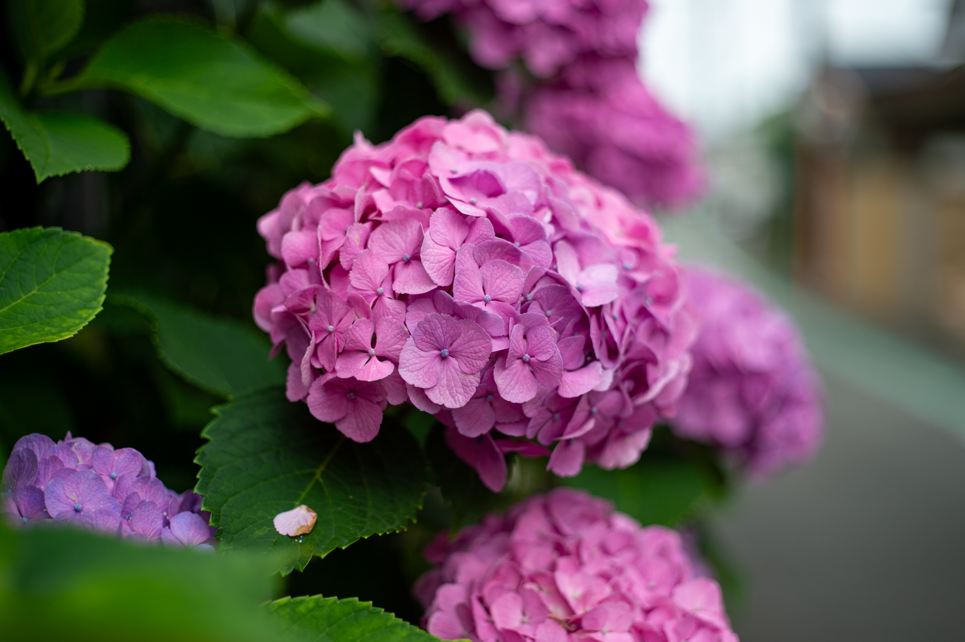 最短撮影距離0.6mに見合った大ぶりな紫陽花を選んで撮影してみました。この条件ではボケにクセは出ませんでした。合焦点は少し線の太い描写です。<br><span class="fnt-85">ニコン Df／ニッコールH・Cオート50mm F2／F2.8</span>