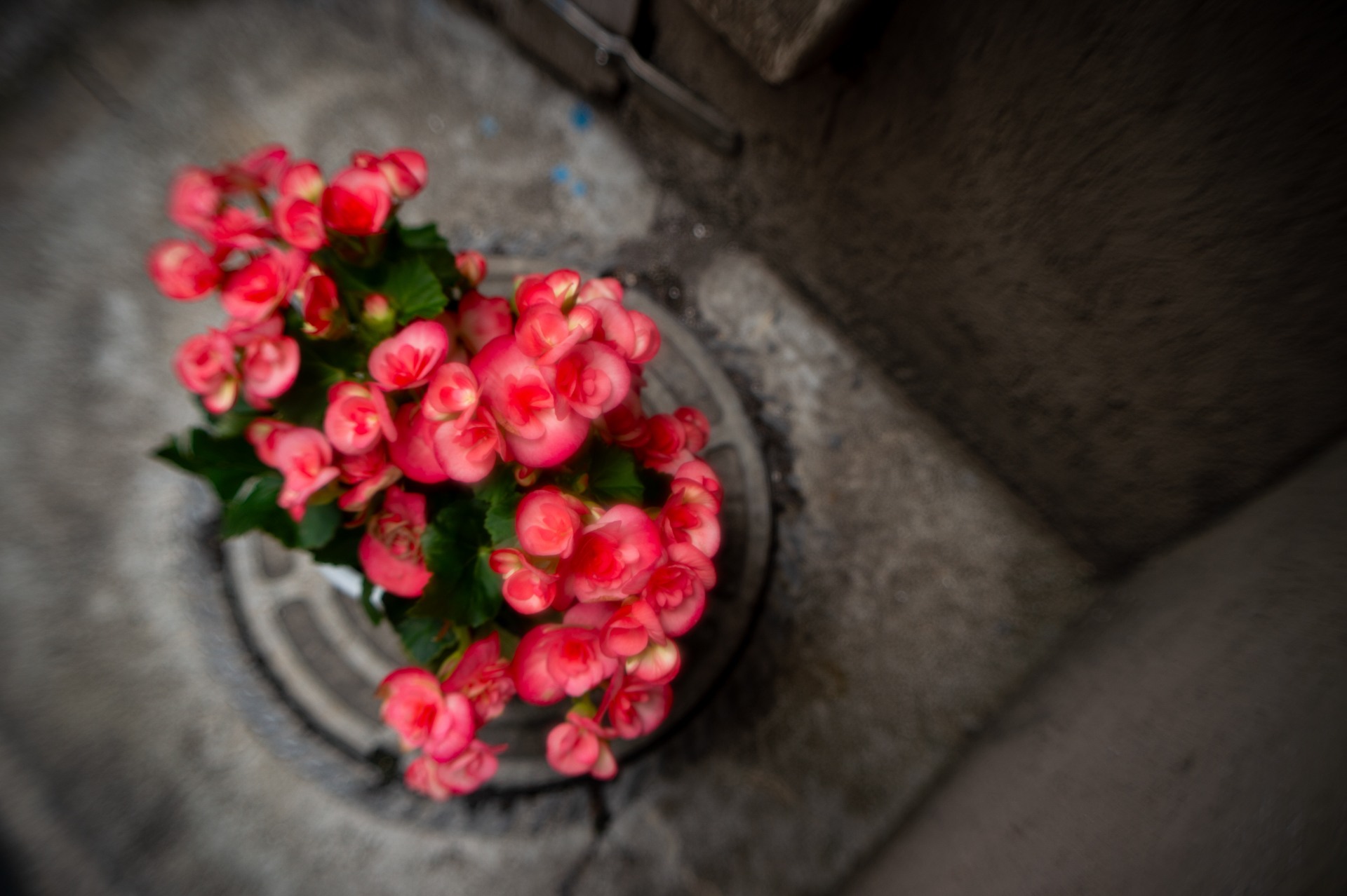 画面中央以外は捨てたという印象すらある描写で、ちょっと驚いてしまいました。<br><span class="fnt-85">ニコン Df／ニッコールSオート5cm F2／F2</span>