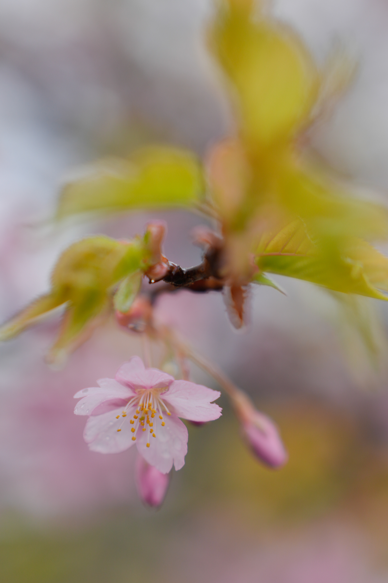 撮影：萩原れいこ<br><span class="fnt-85">ソニー α7R V／FE 28-70mm F2 GM／70mm（105mm相当にクロップ）／絞り優先AE（1/640秒、F2.0、−0.7EV）／ISO 100</span>