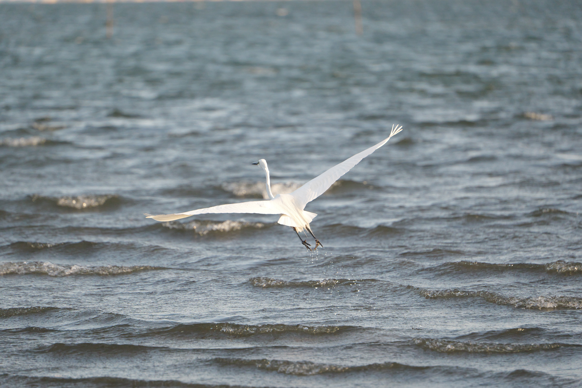 パナソニック LUMIX S1II／LUMIX S 70-300mm F4.5-5.6 MACRO O.I.S.／300mm／絞り優先AE（1/3,200秒、F5.6、＋0.3EV）／ISO 3200