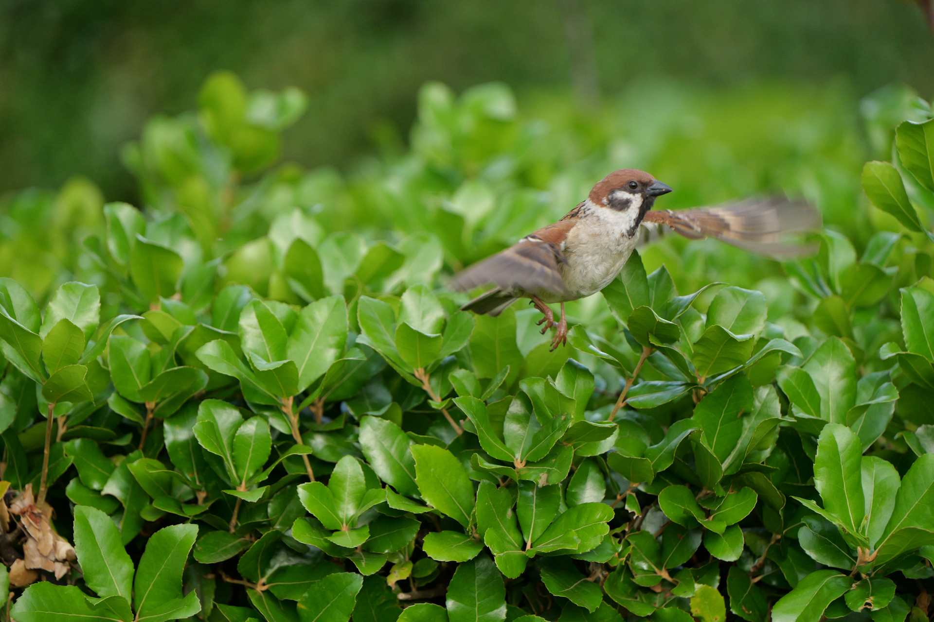 パナソニック LUMIX S1II／LUMIX S 70-300mm F4.5-5.6 MACRO O.I.S.／300mm／絞り優先AE（1/2,000秒、F5.6、±0.0EV）／ISO 3200
