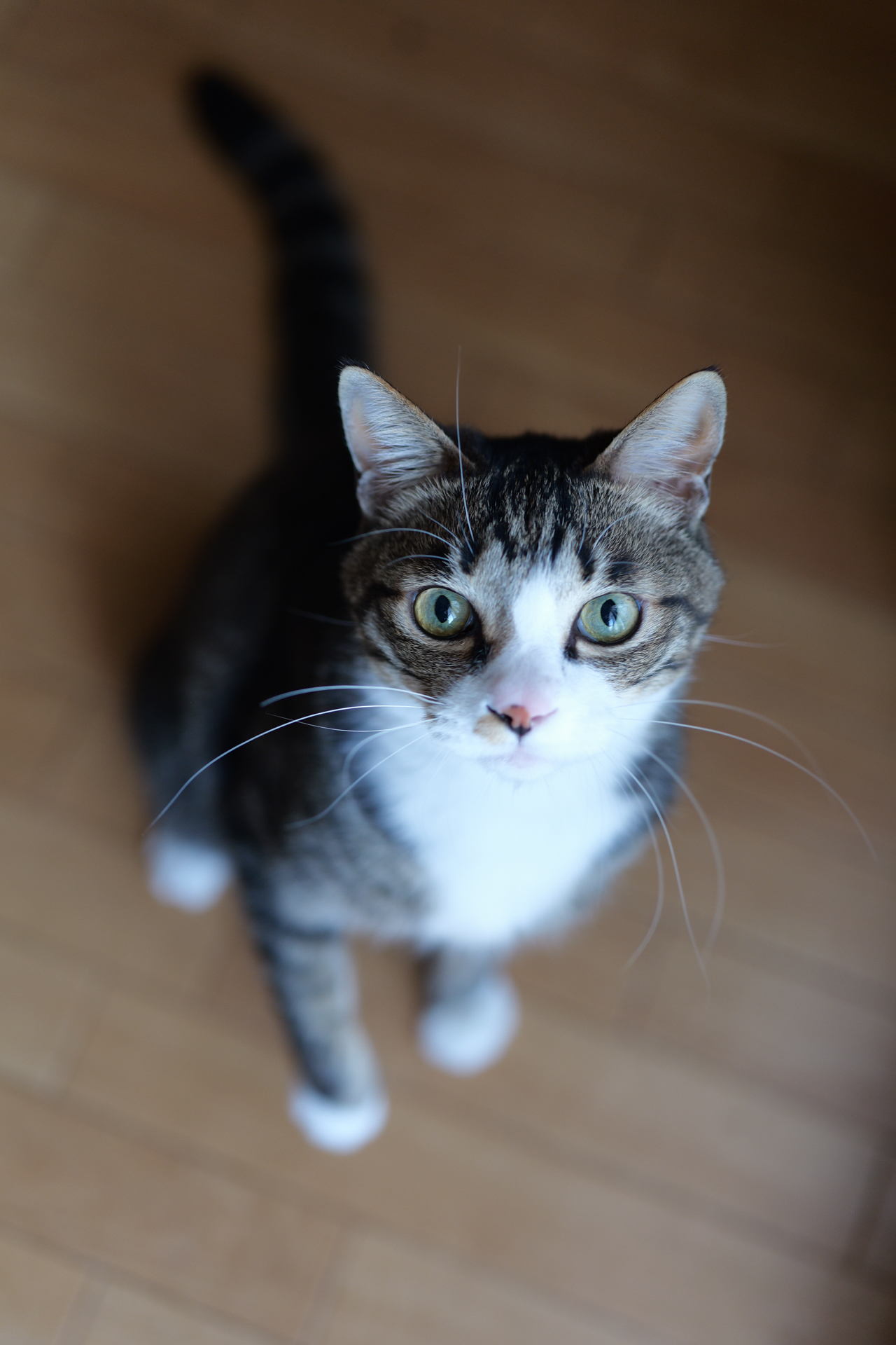 パナソニック LUMIX S1II／LUMIX S 50mm F1.8／50mm／絞り優先AE（1/200秒、F2.2、±0.0EV）／ISO 800