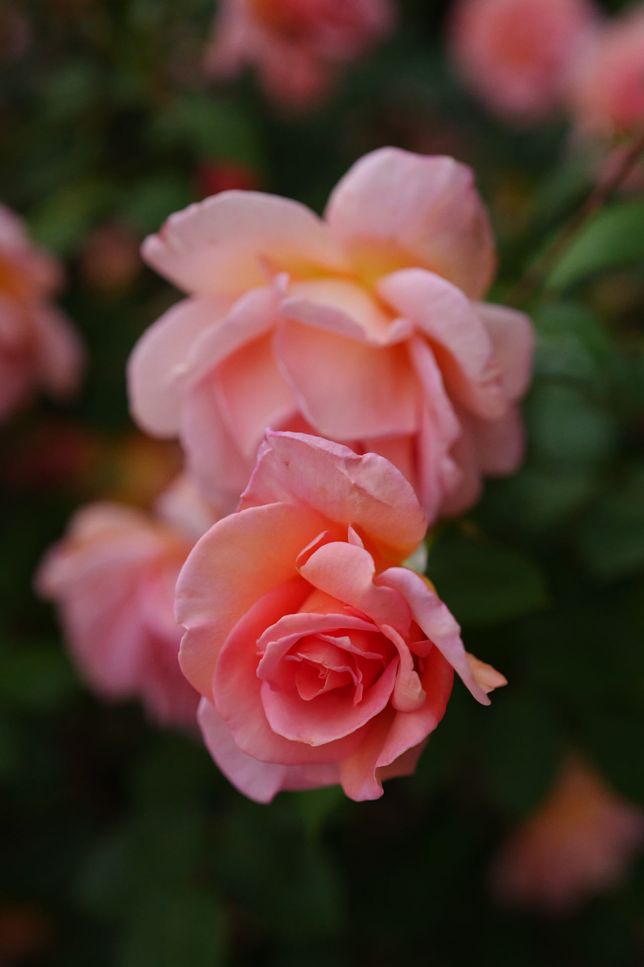 パナソニック LUMIX S1II／LUMIX S 50mm F1.8／50mm／絞り優先AE（1/10,000秒、F2.8、−0.7EV）／ISO 6400